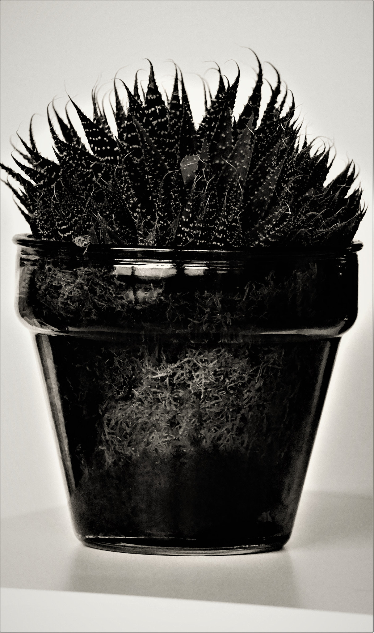 Sony FE 24-240mm F3.5-6.3 OSS sample photo. Black & white plant photography