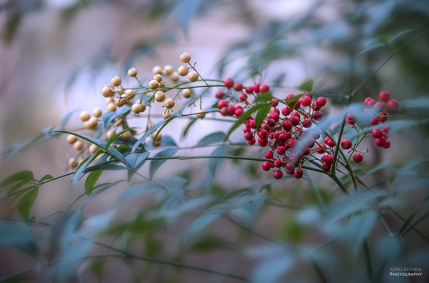 Pentax K-1 sample photo. Gold and red photography