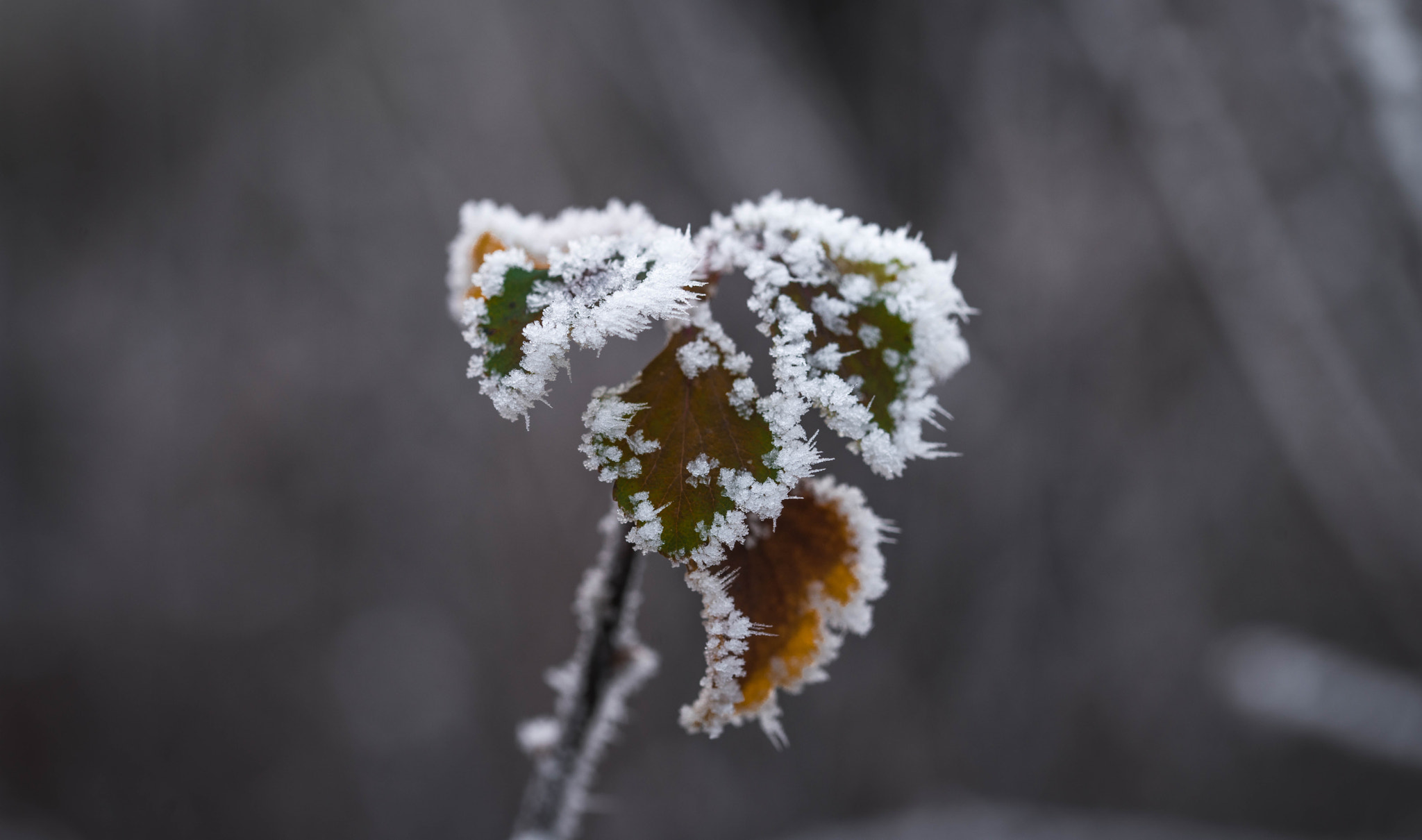 Sony a7R II + 90mm F2.8 Macro SSM sample photo. Eiskristall (von ) photography