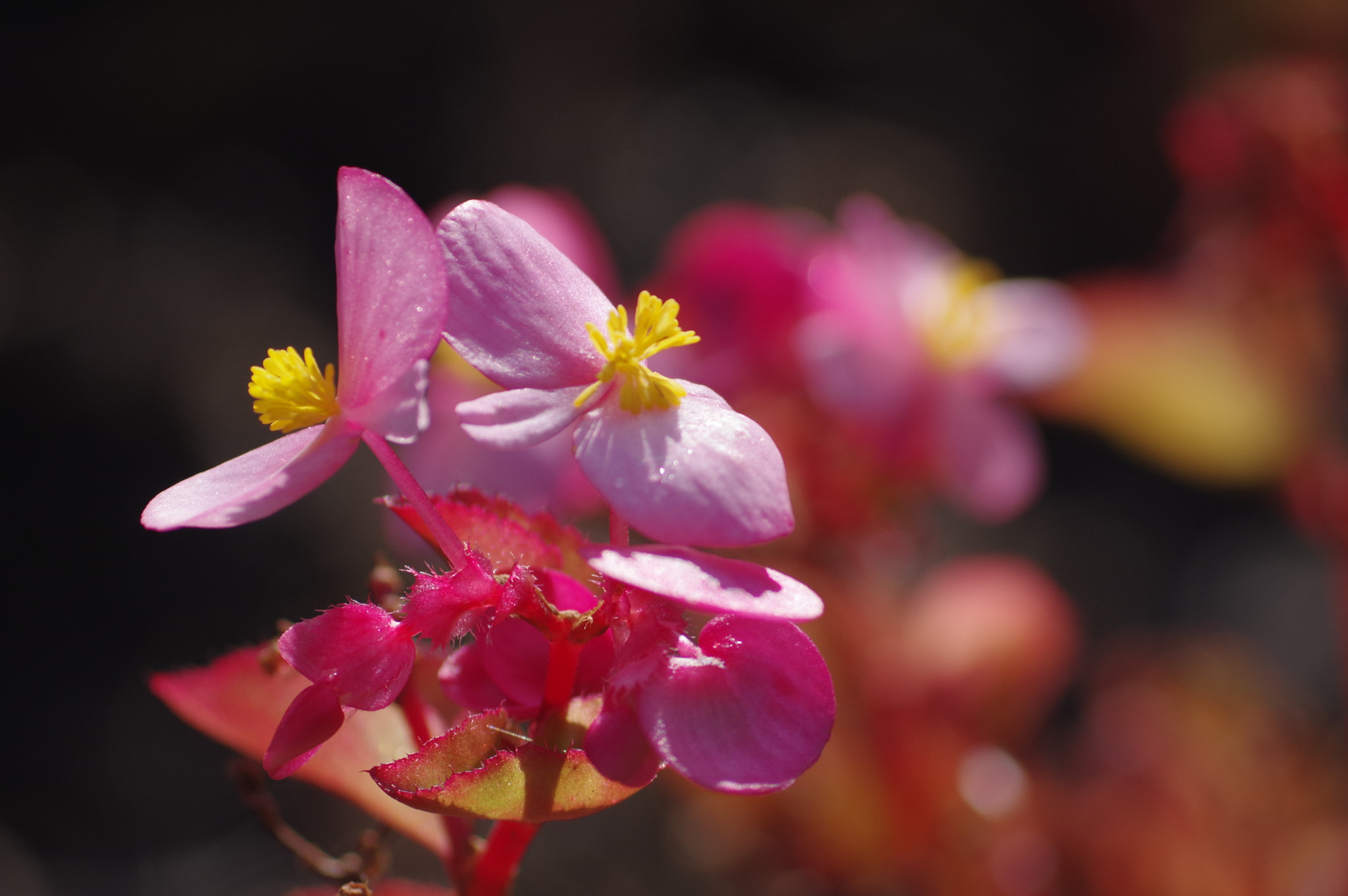 Pentax K-3 II + Pentax smc DA 55-300mm F4.0-5.8 ED sample photo. Good morning my love photography