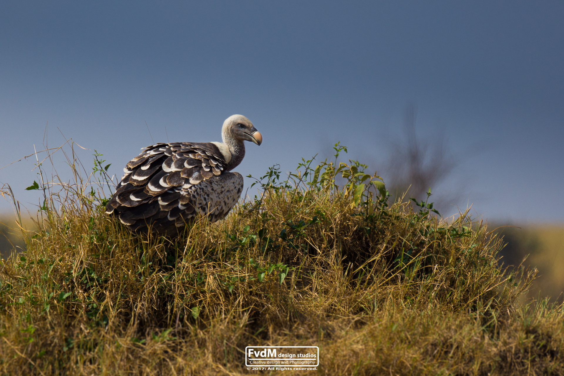 Sony SLT-A77 + Sony 70-400mm F4-5.6 G SSM sample photo. Vulture hill... photography
