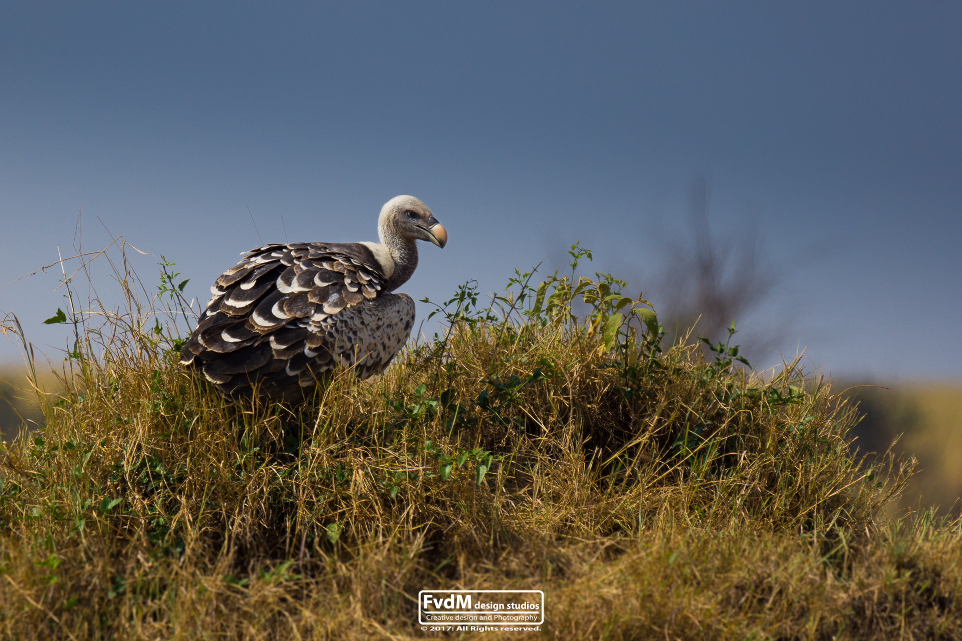 Sony SLT-A77 sample photo. Vulture hill... photography