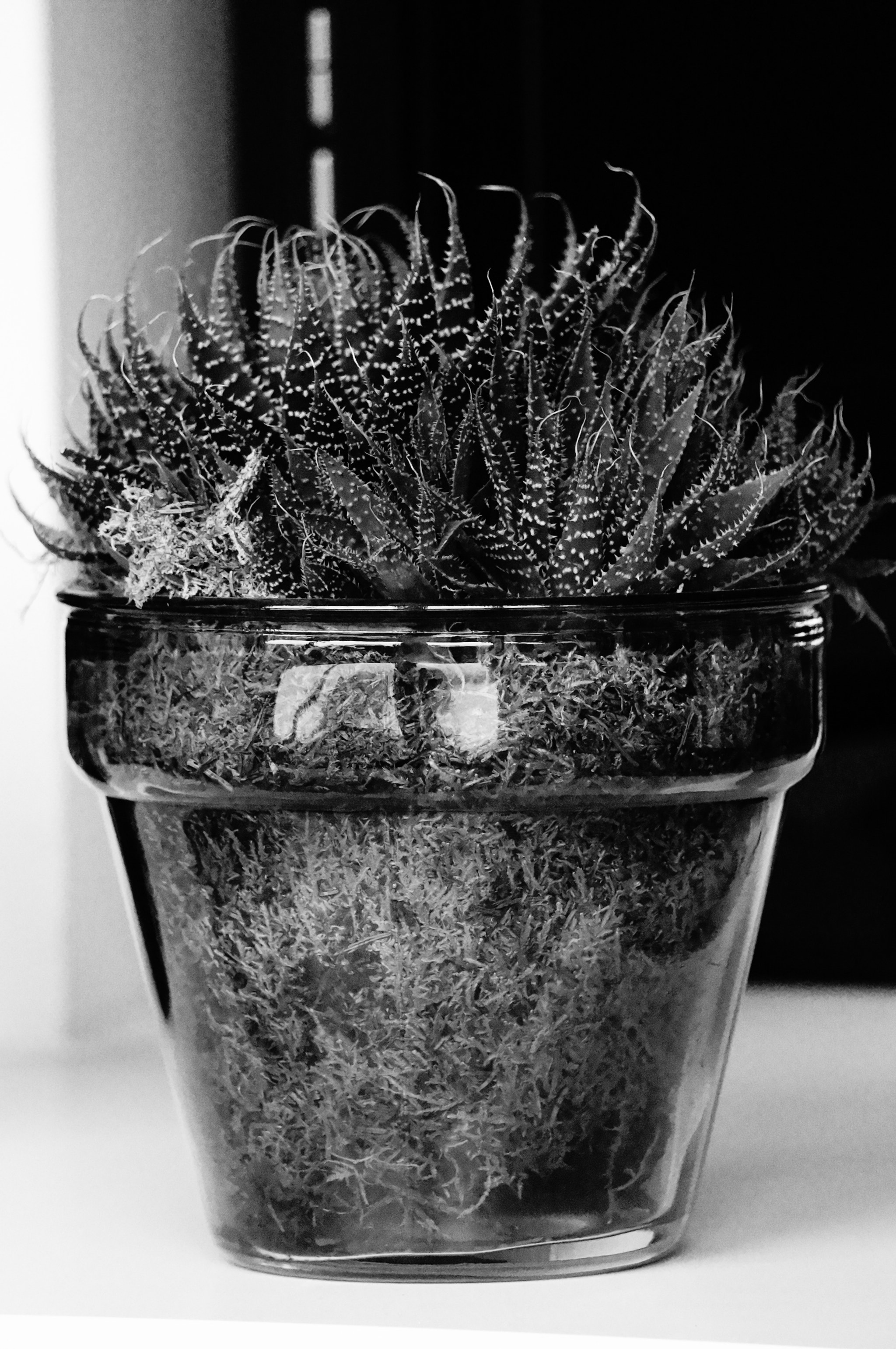 Sony FE 24-240mm F3.5-6.3 OSS sample photo. Black & white home decoration photography