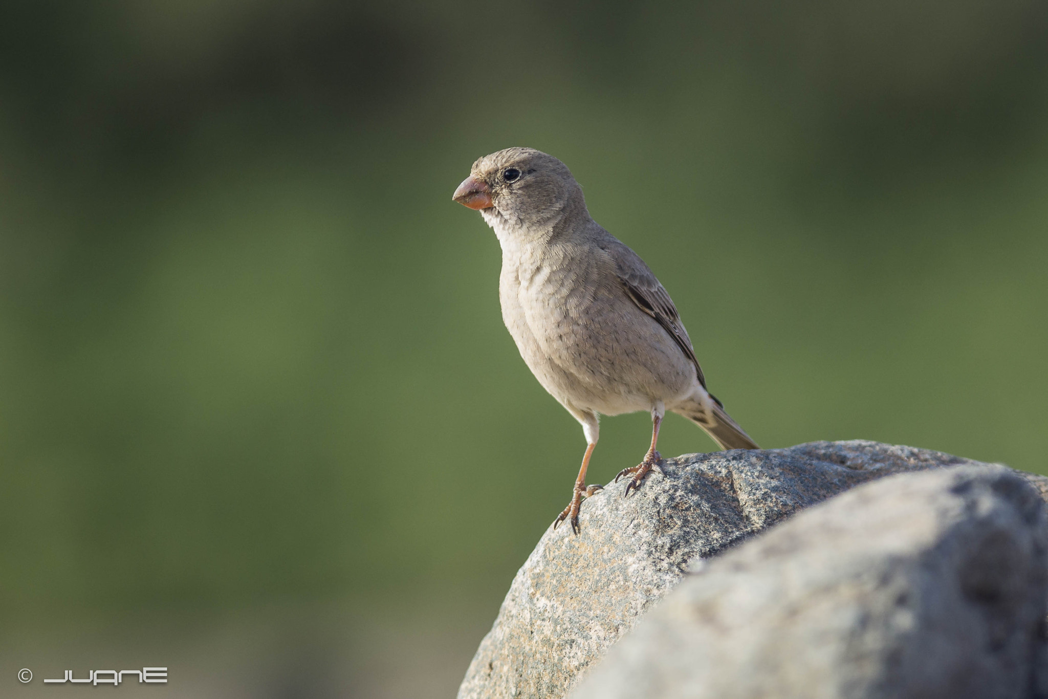 Sony 75-300mm F4.5-5.6 sample photo. Camachuelo trompetero (bucanetes githagineus amant photography
