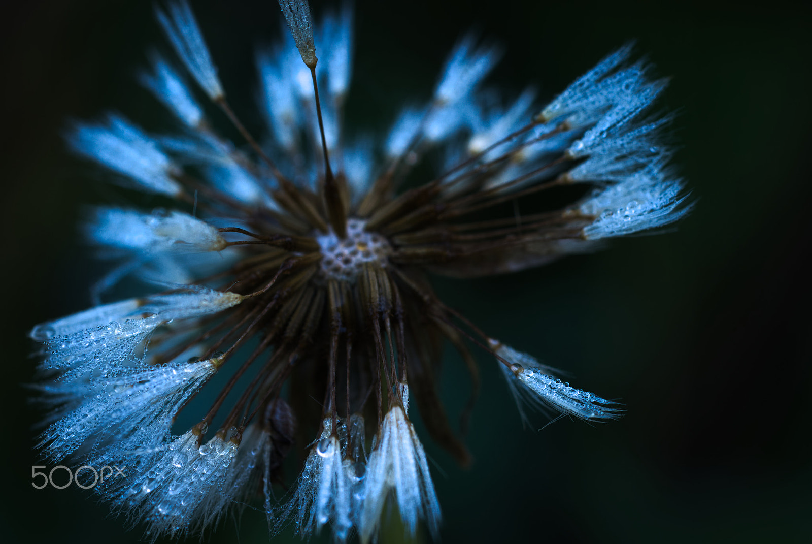 Nikon D40X + Nikon AF Micro-Nikkor 60mm F2.8D sample photo. Dandelion photography