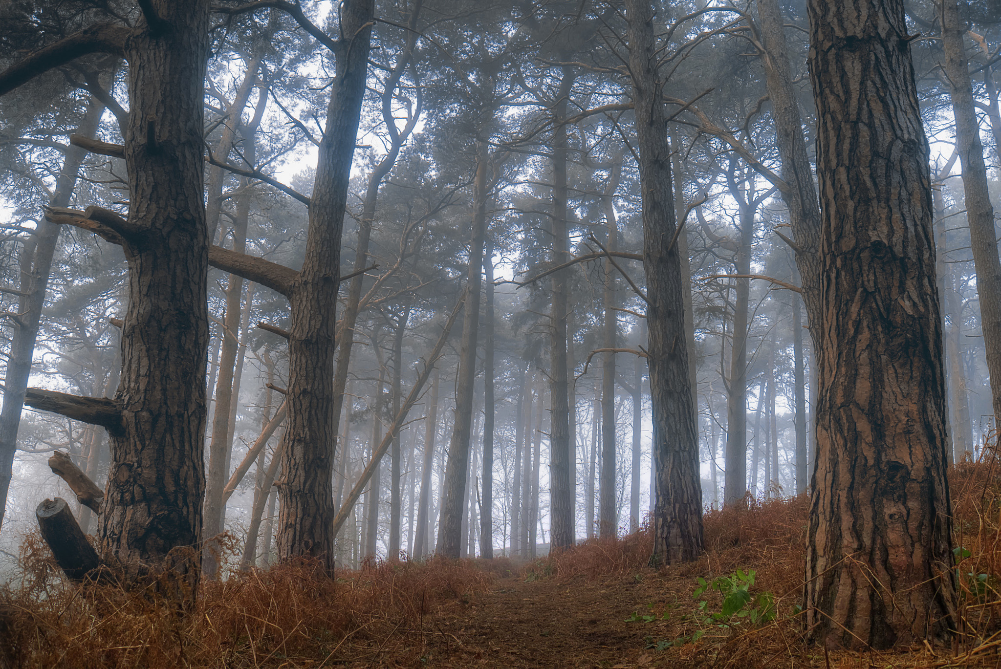 Panasonic Lumix DMC-GF6 sample photo. Forest fog photography