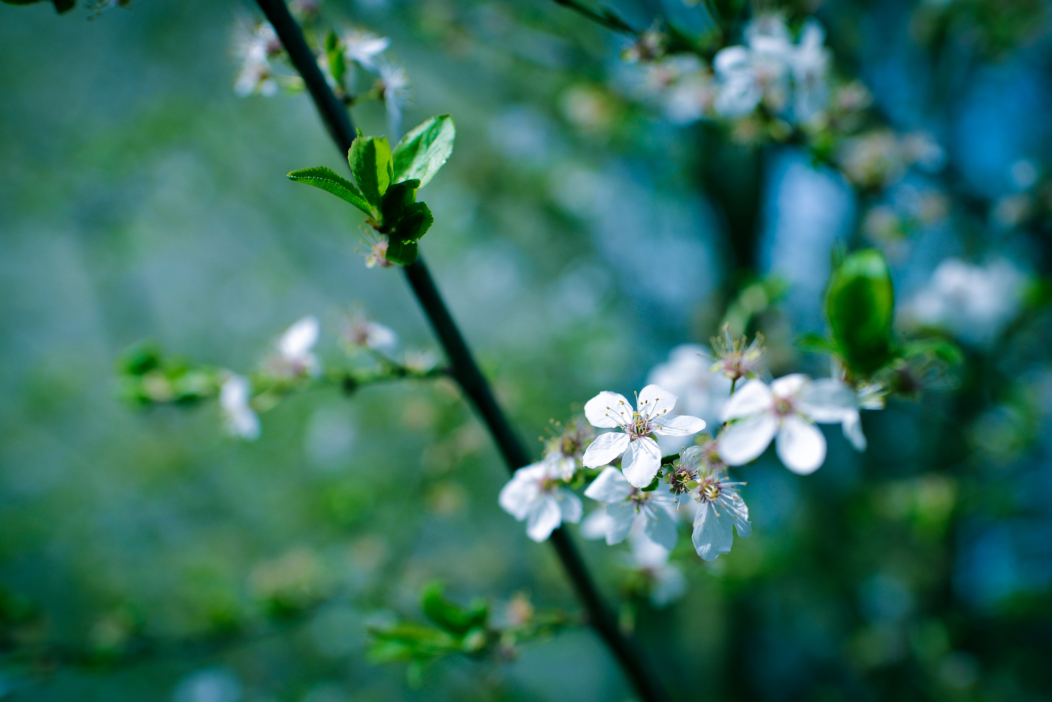 Nikon D600 + Nikon AF-S Nikkor 35mm F1.8G ED sample photo. 小花 photography