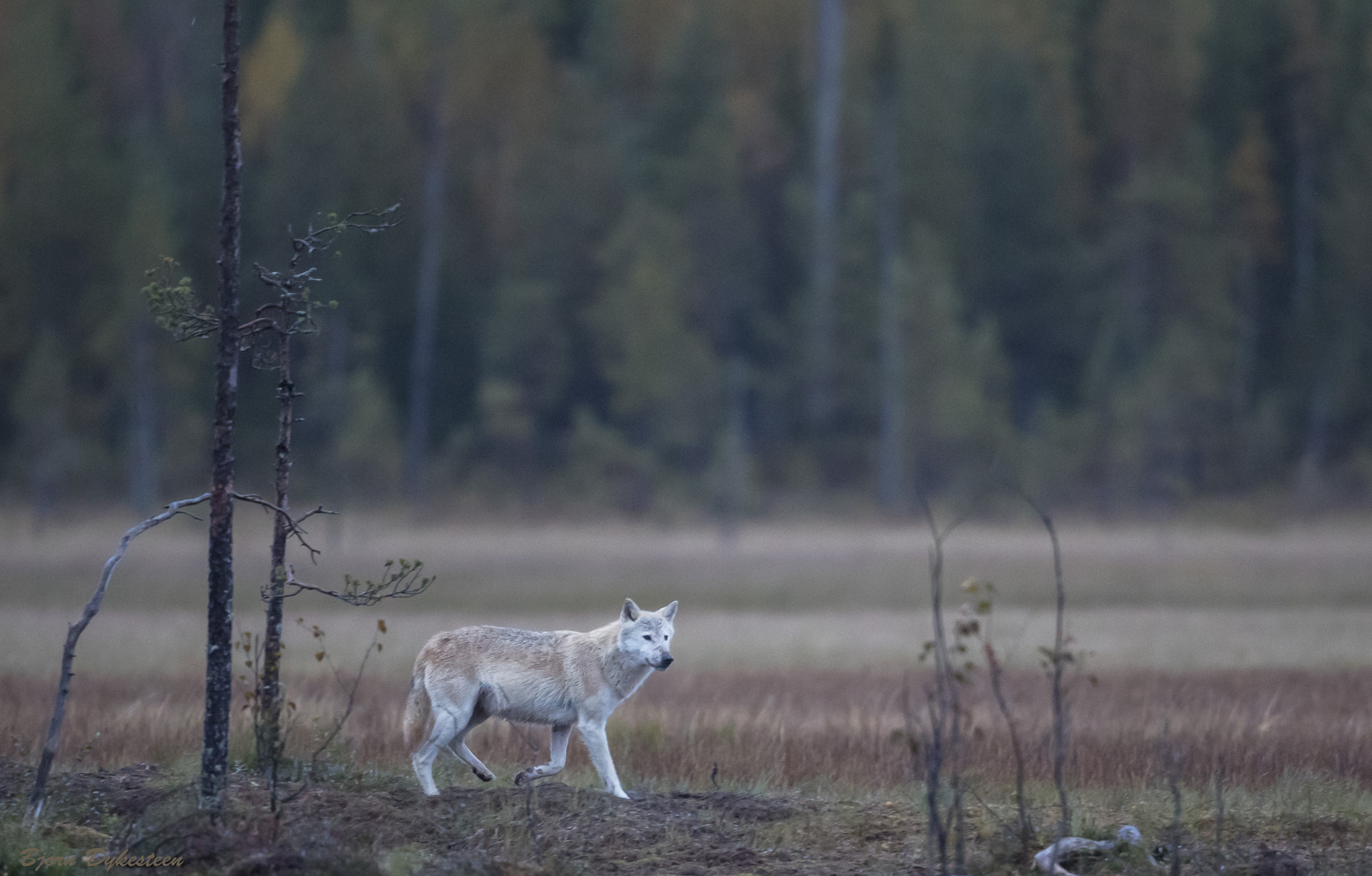 Canon EF 500mm F4L IS USM sample photo. Wolf photography