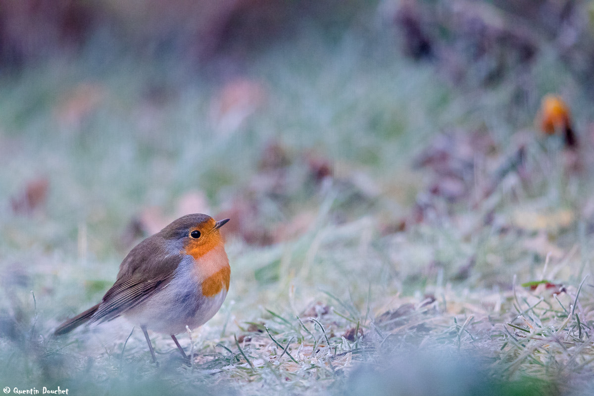 Canon EF 600mm F4L IS II USM sample photo. Rouge-gorge photography