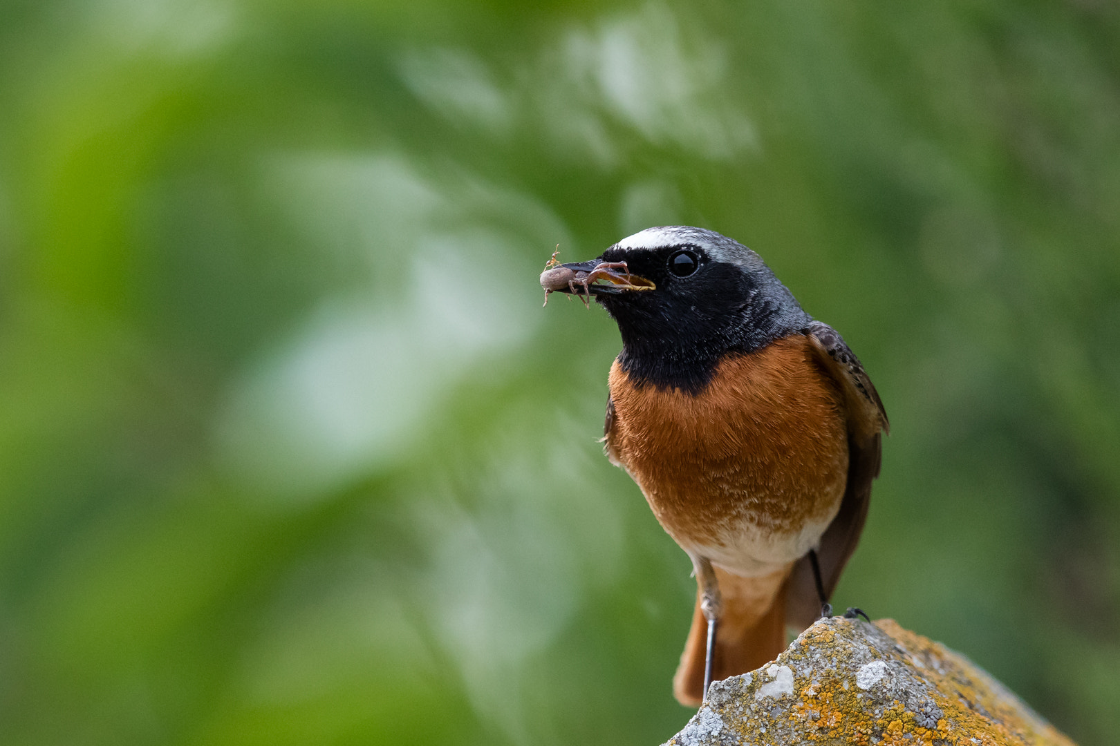 Canon EOS 5DS R + Canon EF 600mm F4L IS II USM sample photo. L'araignée photography