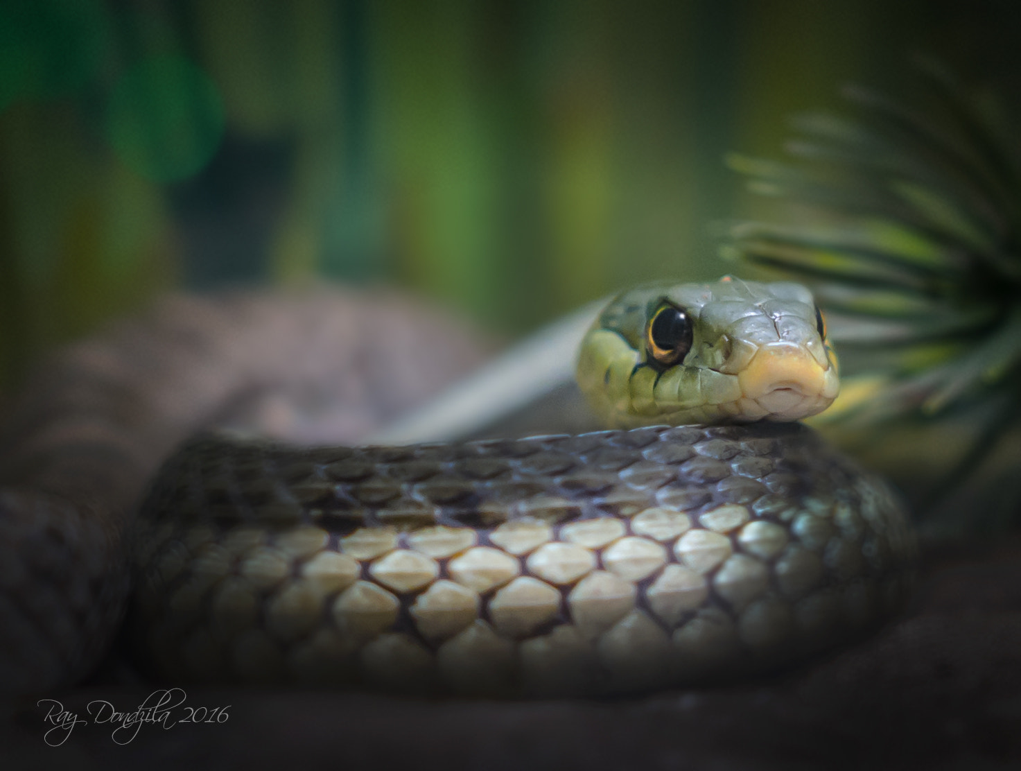 Nikon D500 + Sigma 18-35mm F1.8 DC HSM Art sample photo. Snake photography