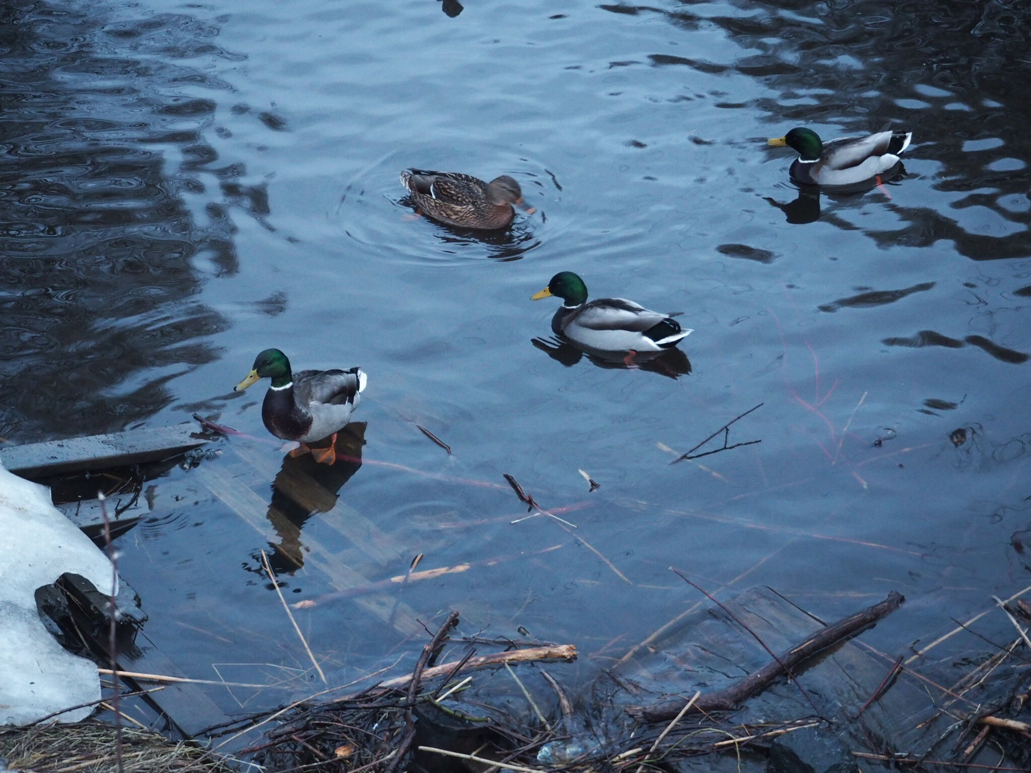 Olympus M.Zuiko Digital ED 14-42mm F3.5-5.6 EZ sample photo. Mallards. photography