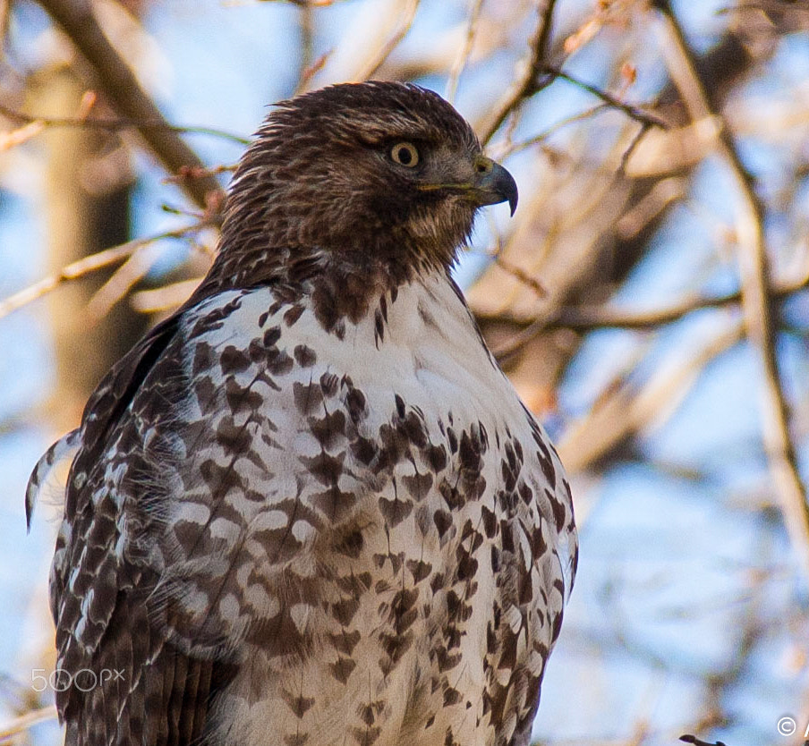 Canon EOS 40D sample photo. Hawk photography