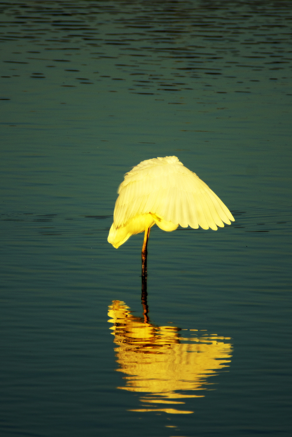 Pentax K-5 + A Series Lens sample photo. Egret photography