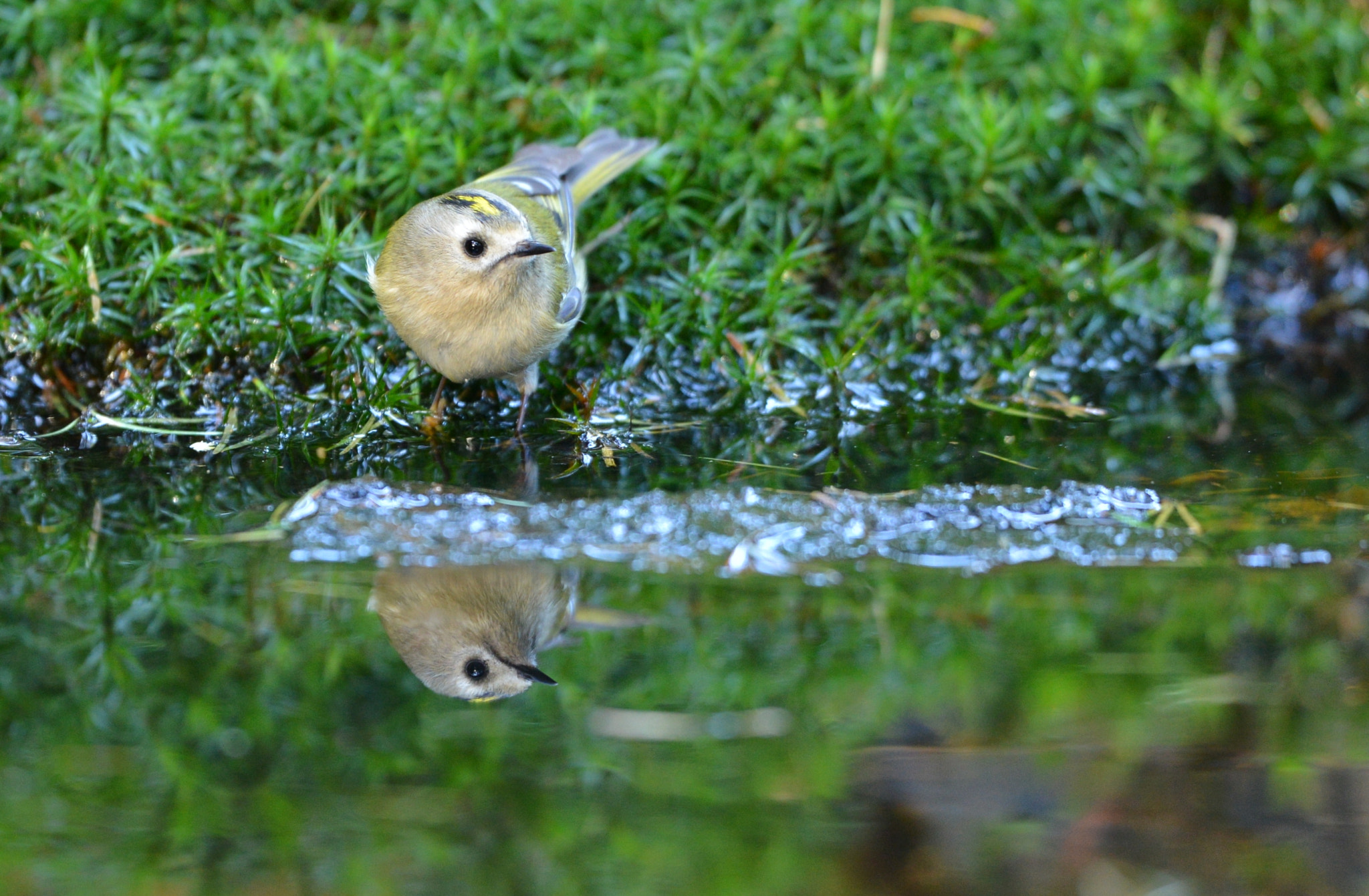 Nikon D600 + Nikon AF-S Nikkor 500mm F4G ED VR sample photo. Goudhaan photography