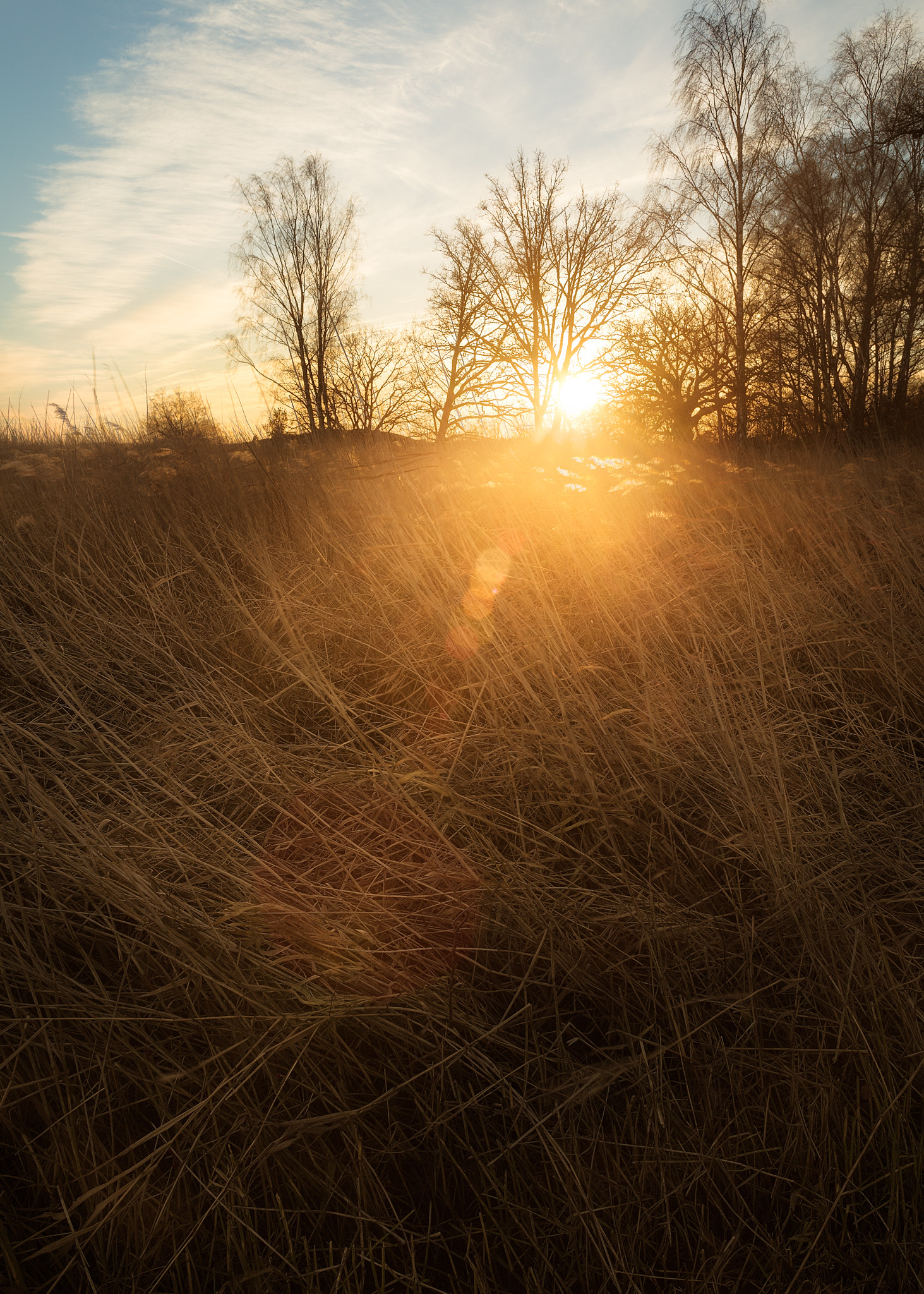 Canon EOS 6D + Canon EF 28mm F2.8 IS USM sample photo. Watching the trees photography