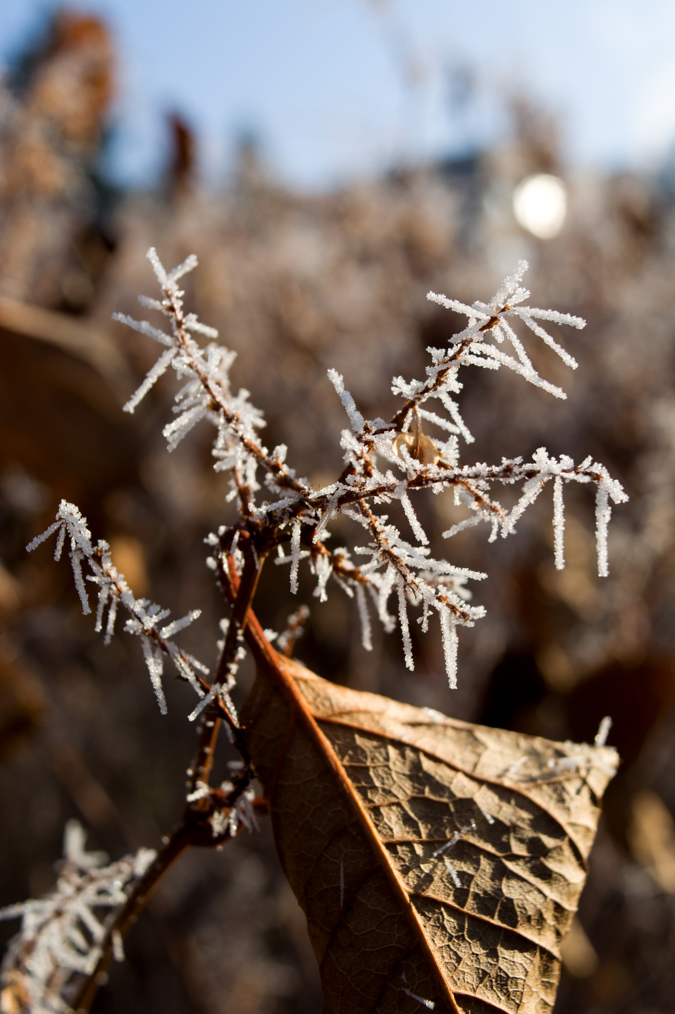 18.00 - 55.00 mm f/3.5 - 5.6 sample photo. Hoarfrost 2 photography