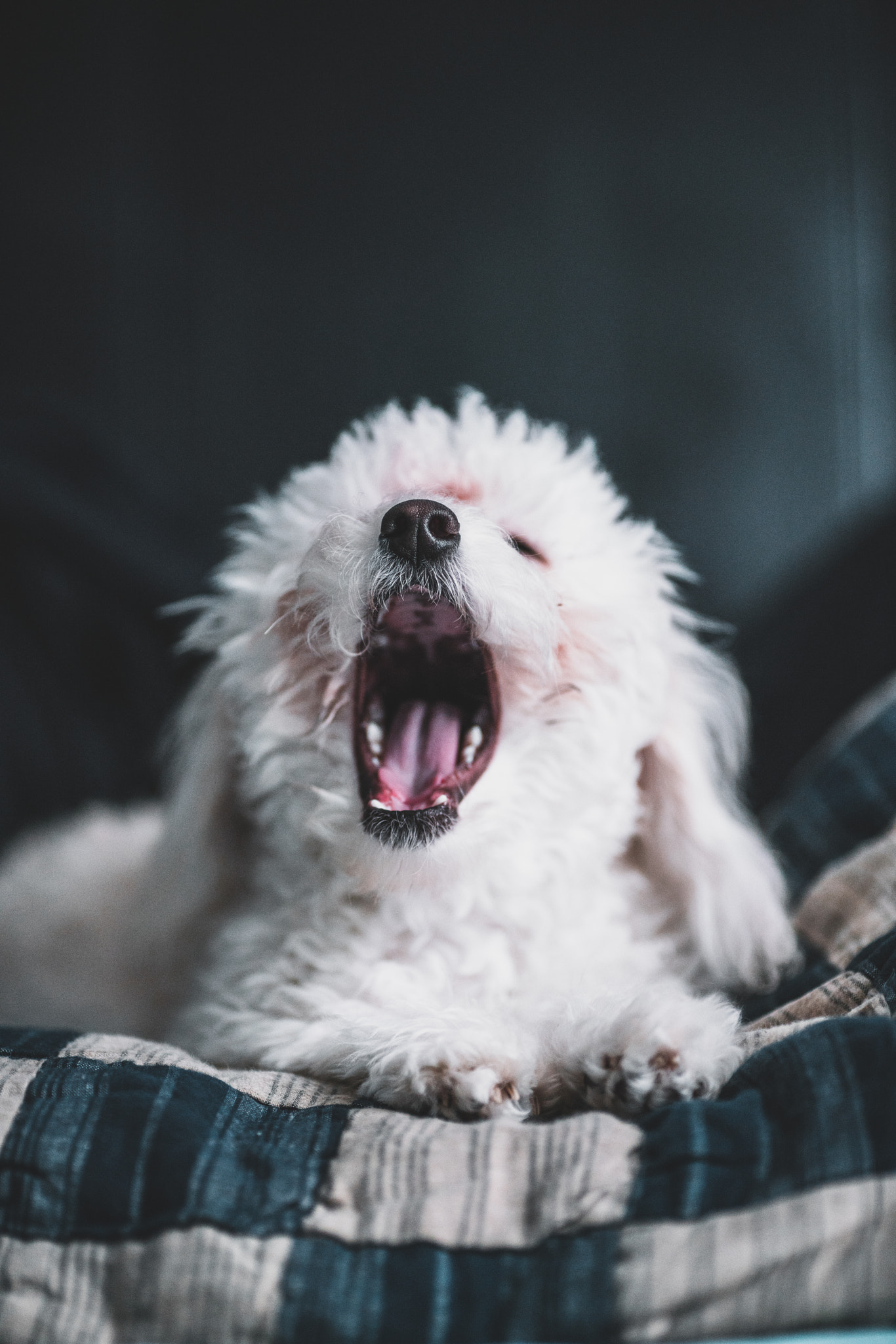 Canon EF 135mm F2L USM sample photo. My pup photography