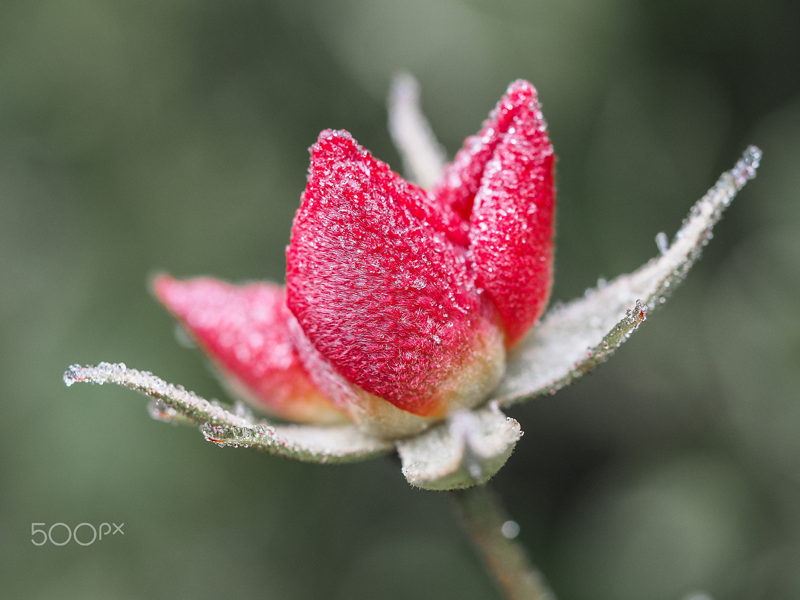 Olympus M.Zuiko Digital ED 60mm F2.8 Macro sample photo. Iced rose bud photography