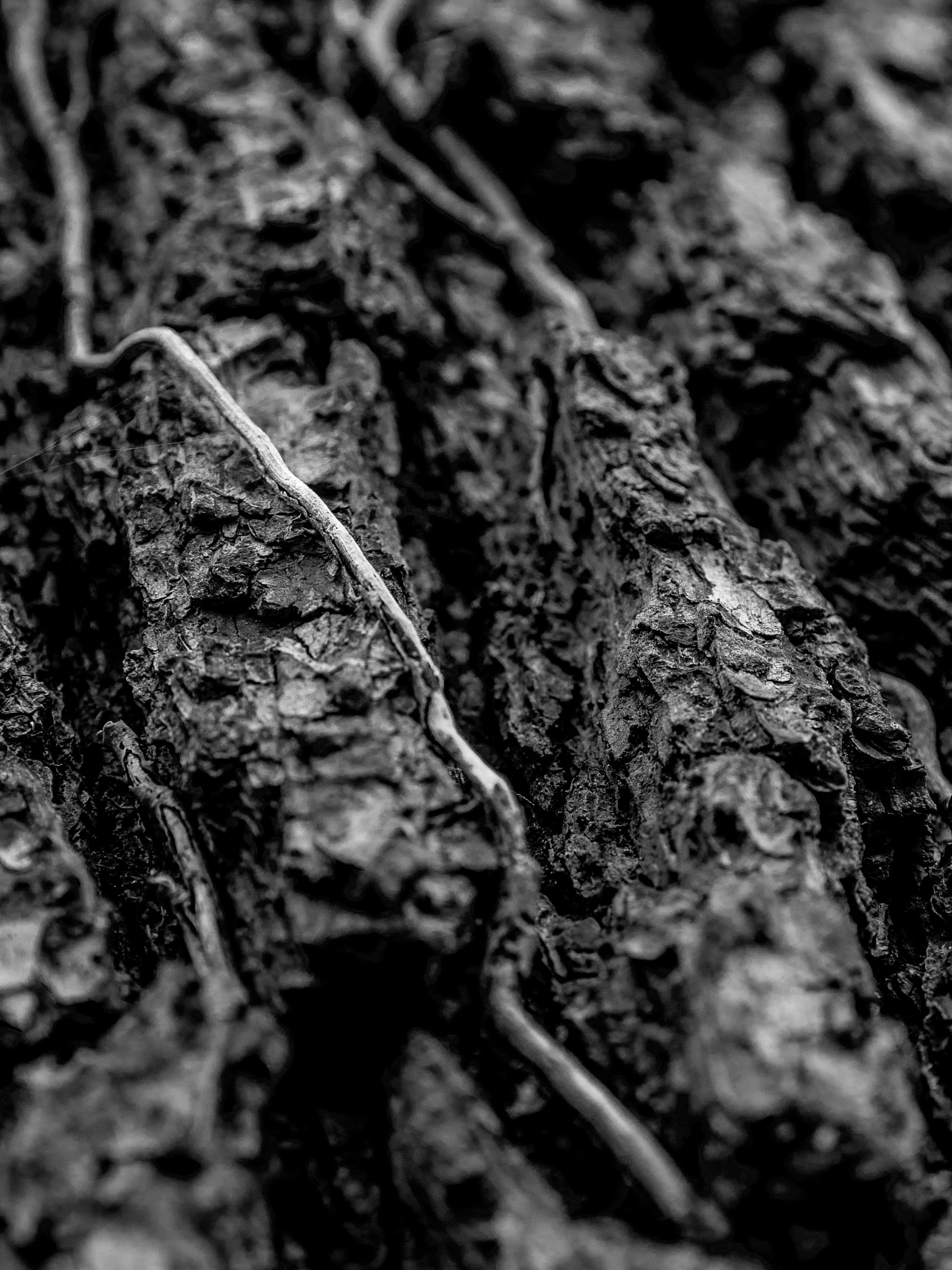 Pentax K-5 IIs sample photo. Wood face photography