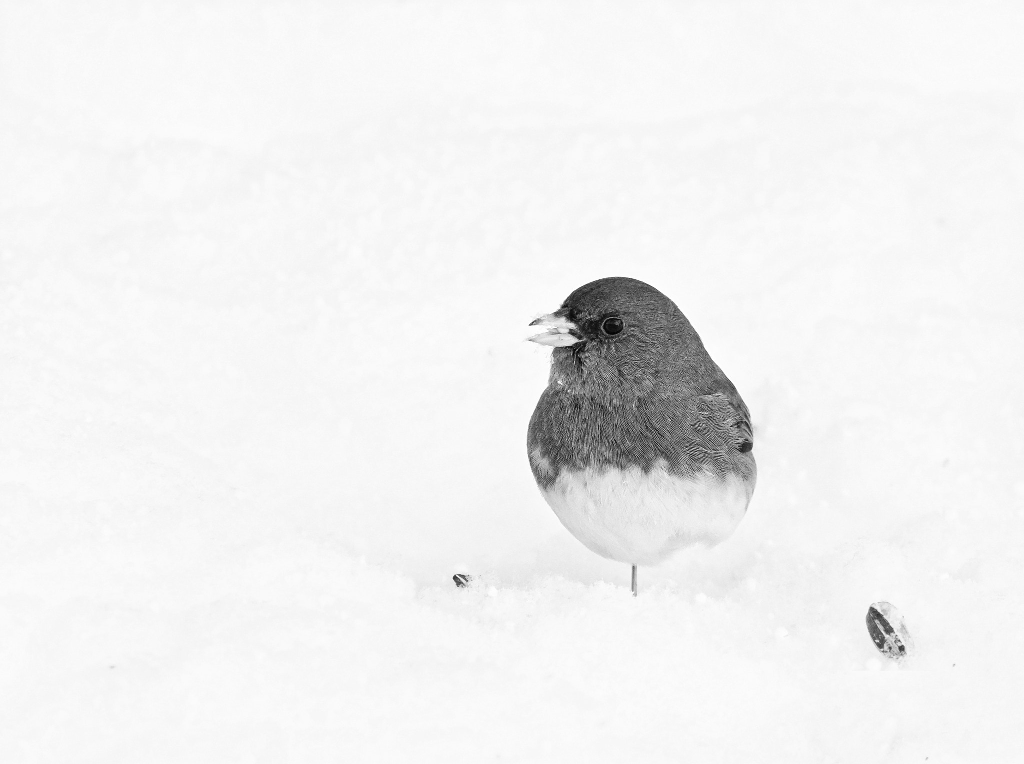 Olympus OM-D E-M1 Mark II + Olympus M.Zuiko Digital ED 40-150mm F2.8 Pro sample photo. Junco with cold feet .... photography