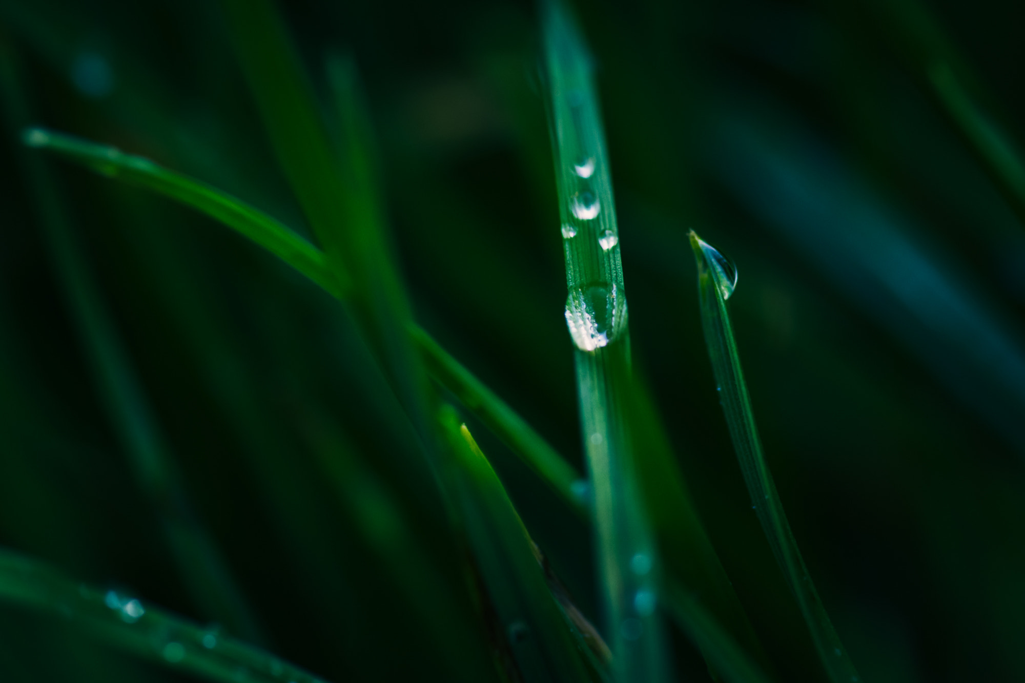 Sigma 105mm F2.8 EX DG OS HSM sample photo. Waterdrop on grass photography