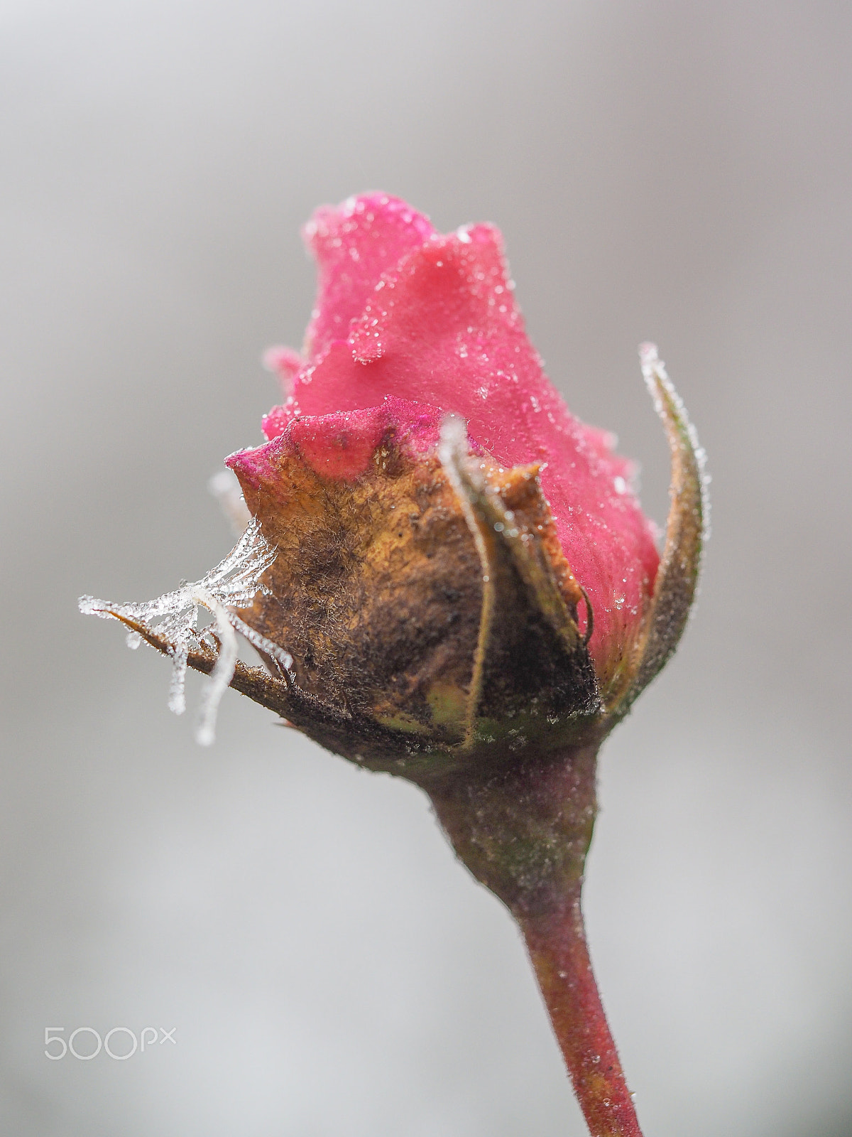 Olympus M.Zuiko Digital ED 60mm F2.8 Macro sample photo. Ice dragon fly on a dying rose photography