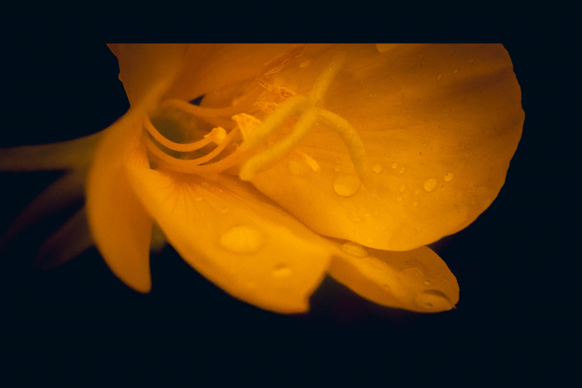 Sigma 105mm F2.8 EX DG OS HSM sample photo. Yellow flower photography