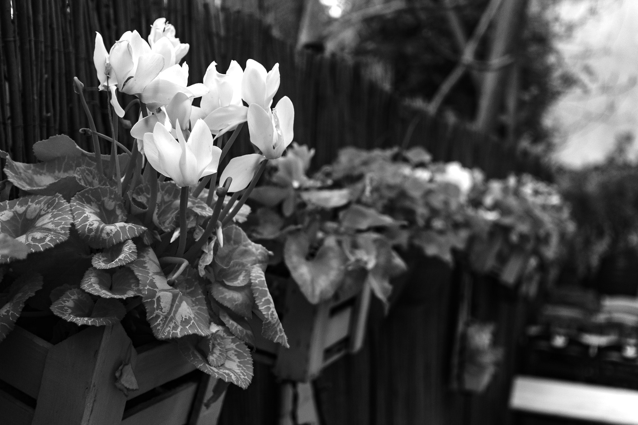 Sony Alpha NEX-5 sample photo. White cyclamens photography