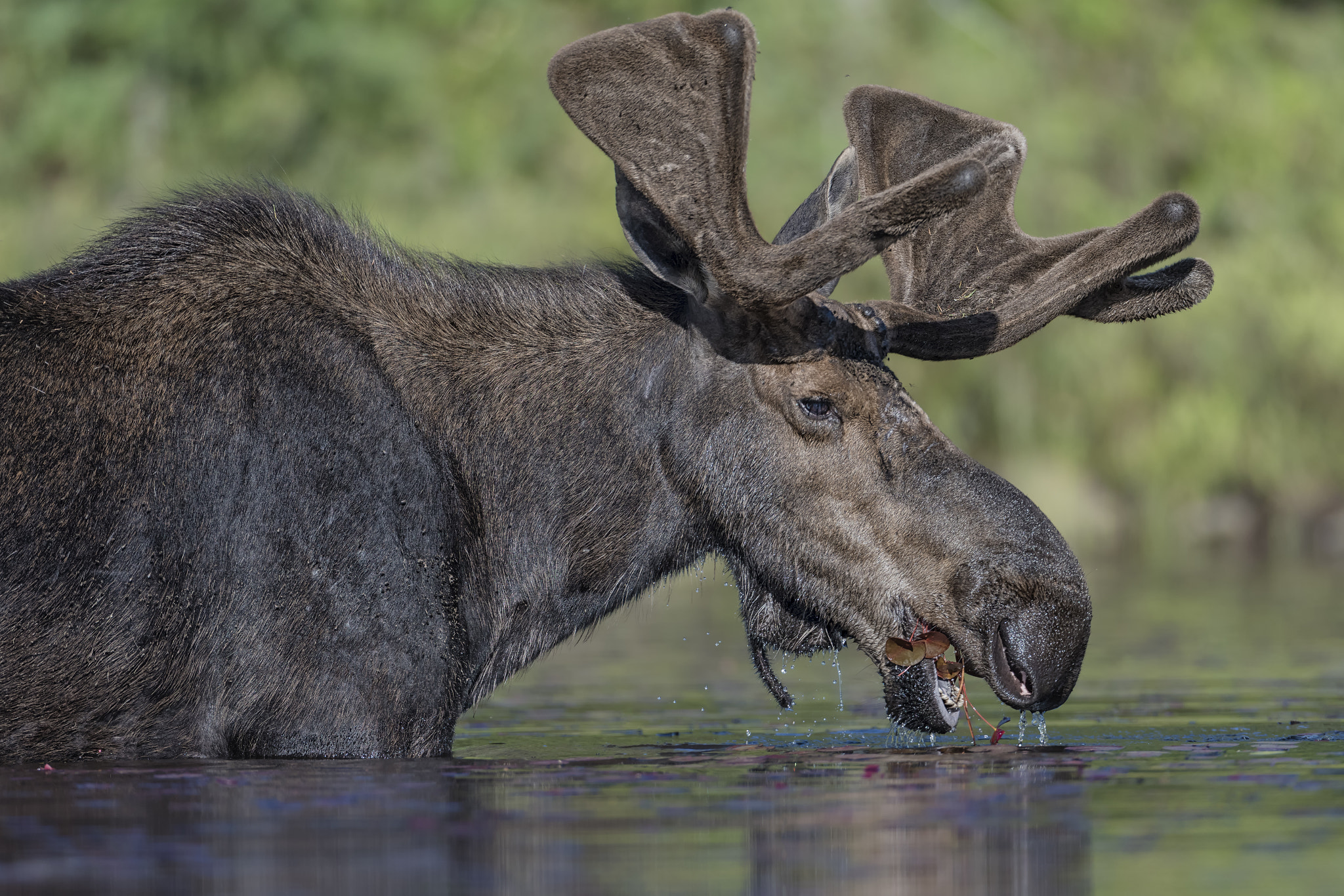Nikon D500 + Nikon AF-S Nikkor 600mm F4G ED VR sample photo. A feeding moose... photography