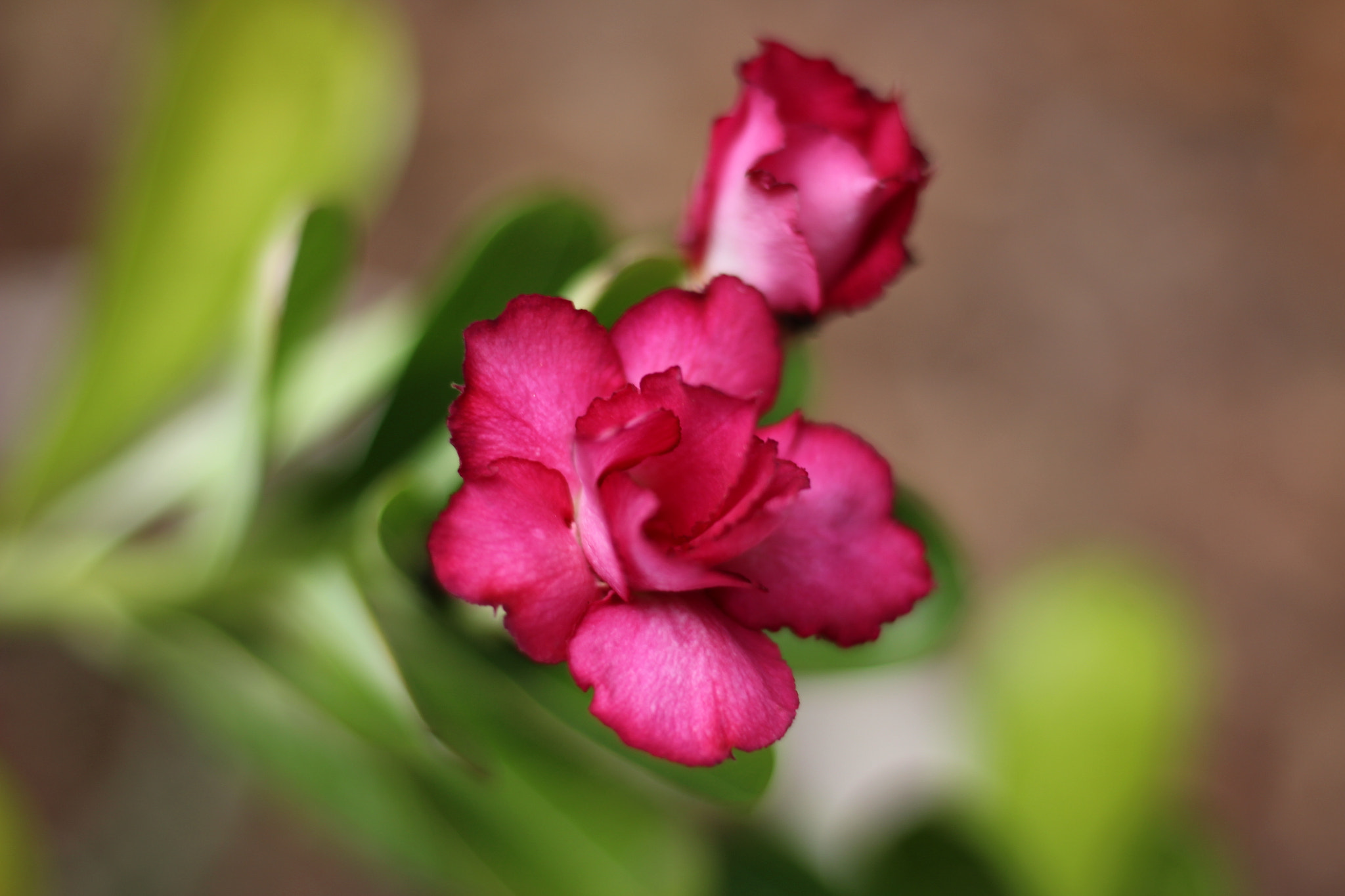 Canon EOS 100D (EOS Rebel SL1 / EOS Kiss X7) sample photo. Desert rose photography