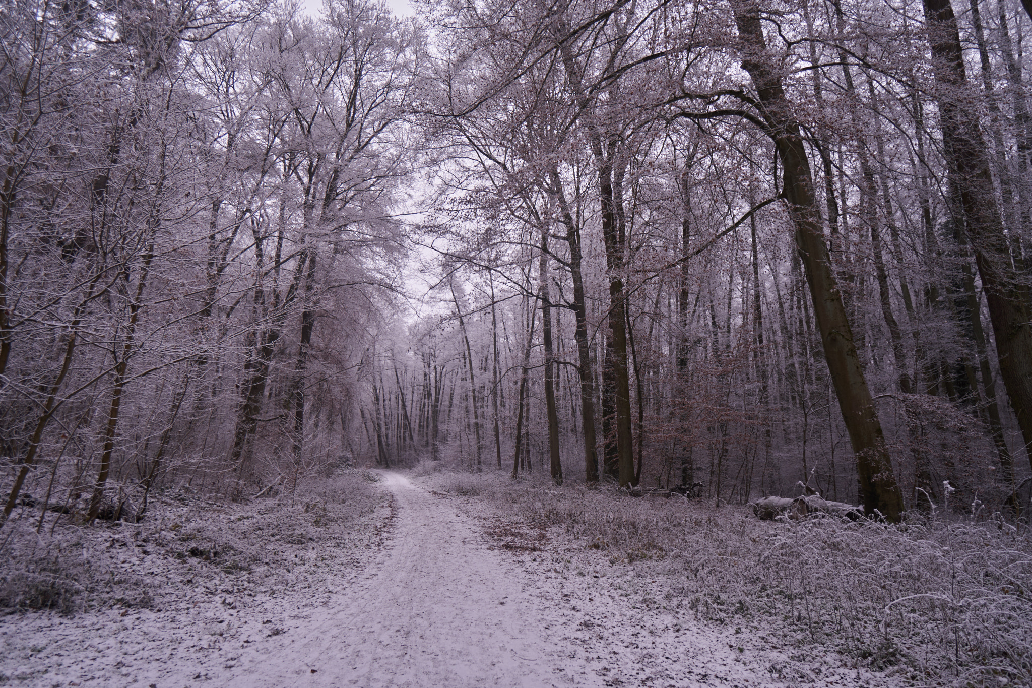 Sony E 10-18mm F4 OSS sample photo. Winter forest photography