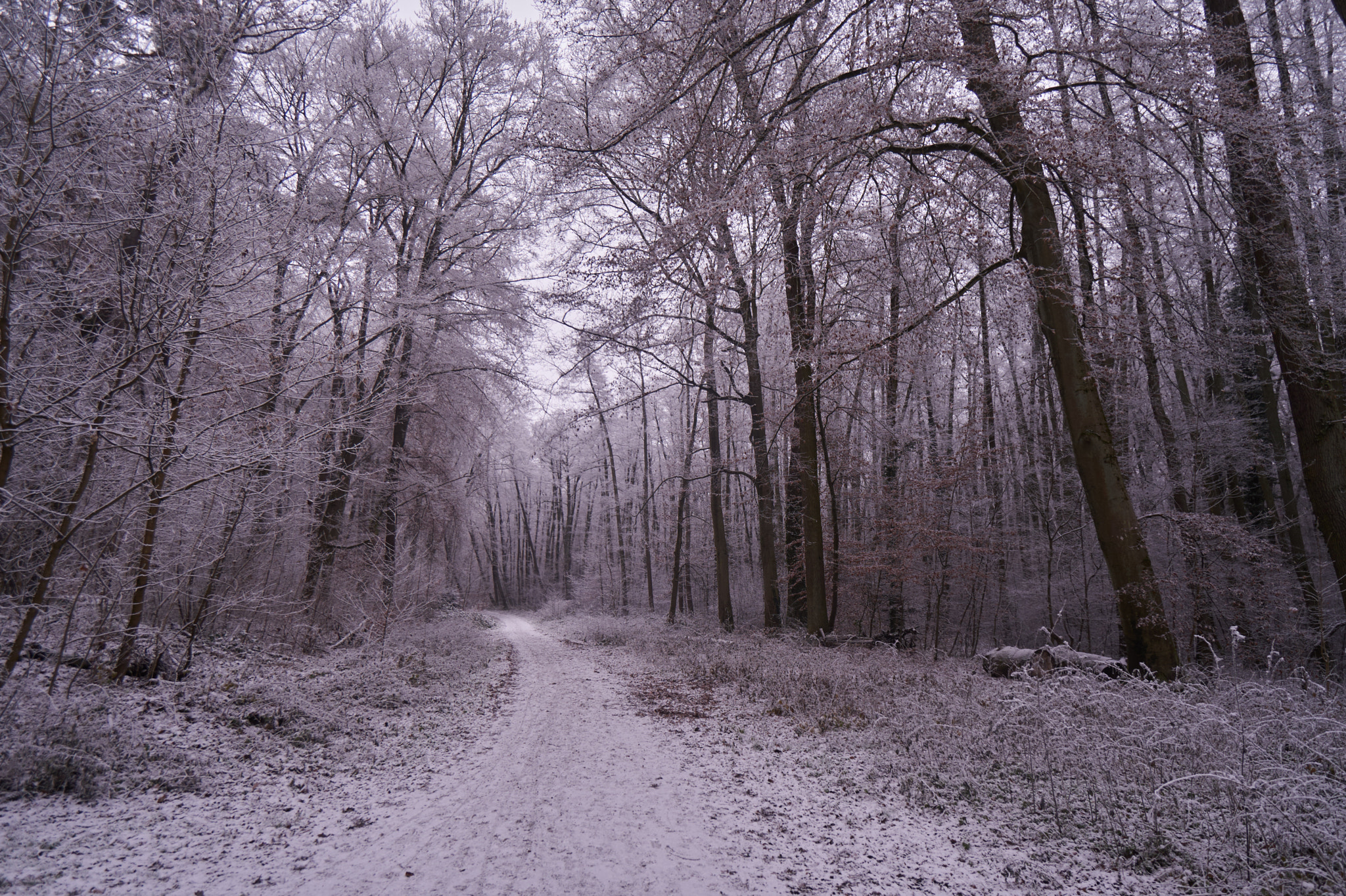 Sony a6500 + Sony E 10-18mm F4 OSS sample photo. Winter forest photography