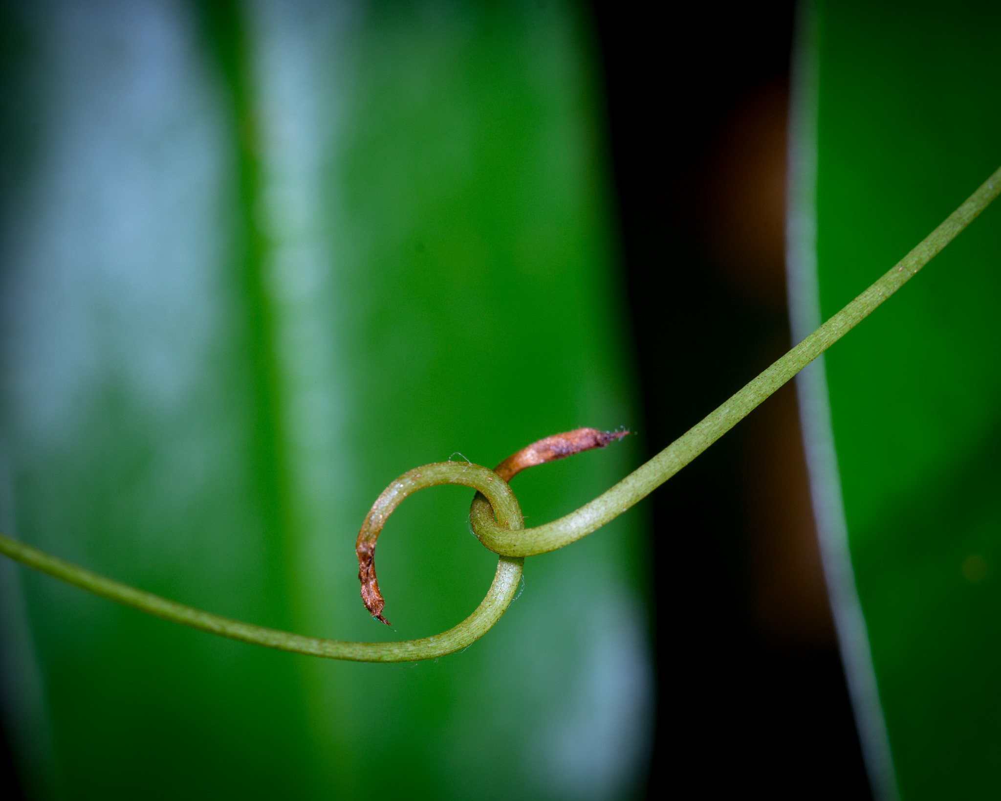 Tamron SP AF 180mm F3.5 Di LD (IF) Macro sample photo. By hook or by crook photography