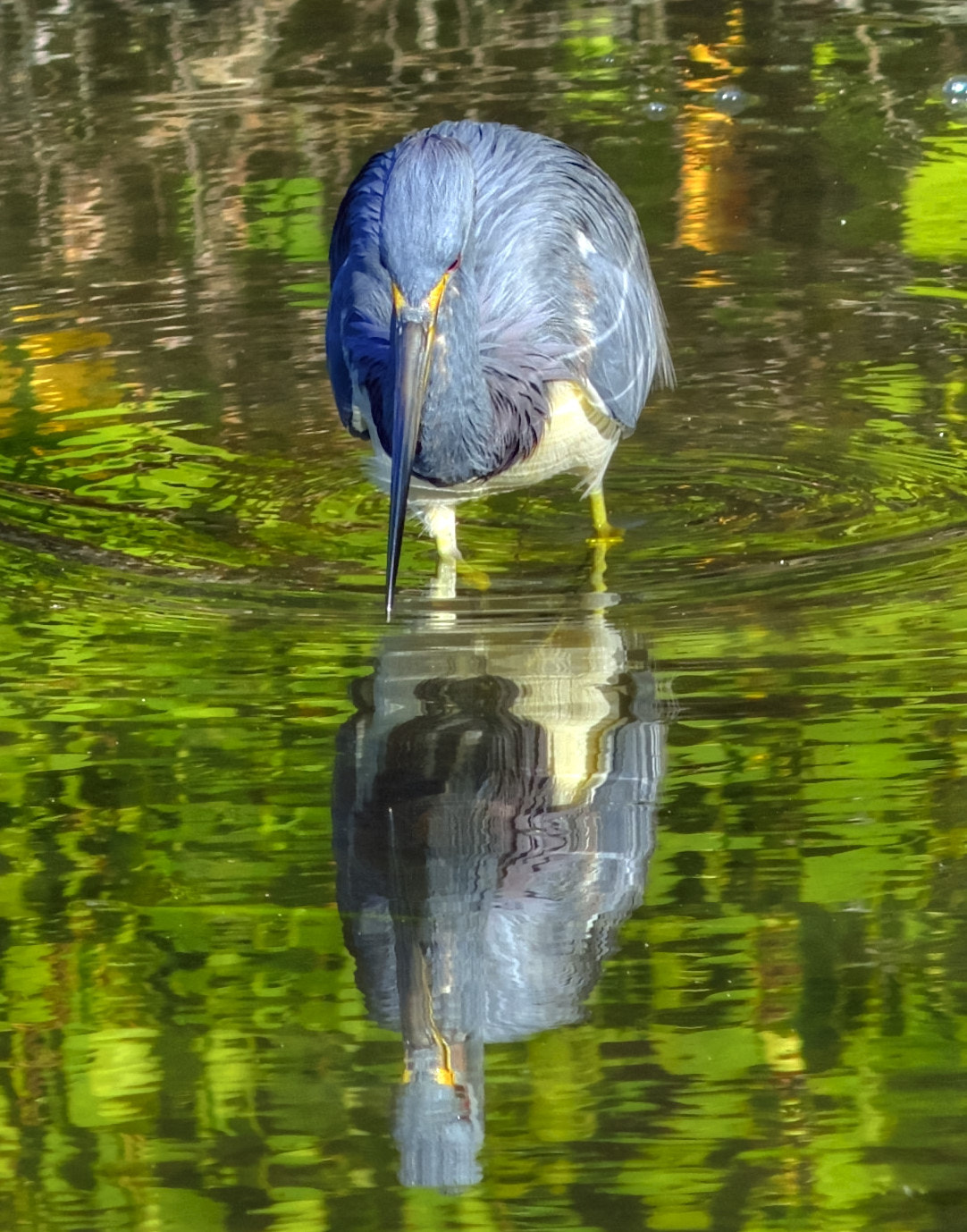 AF Nikkor 300mm f/4 IF-ED sample photo. Tricolored heron hunting photography