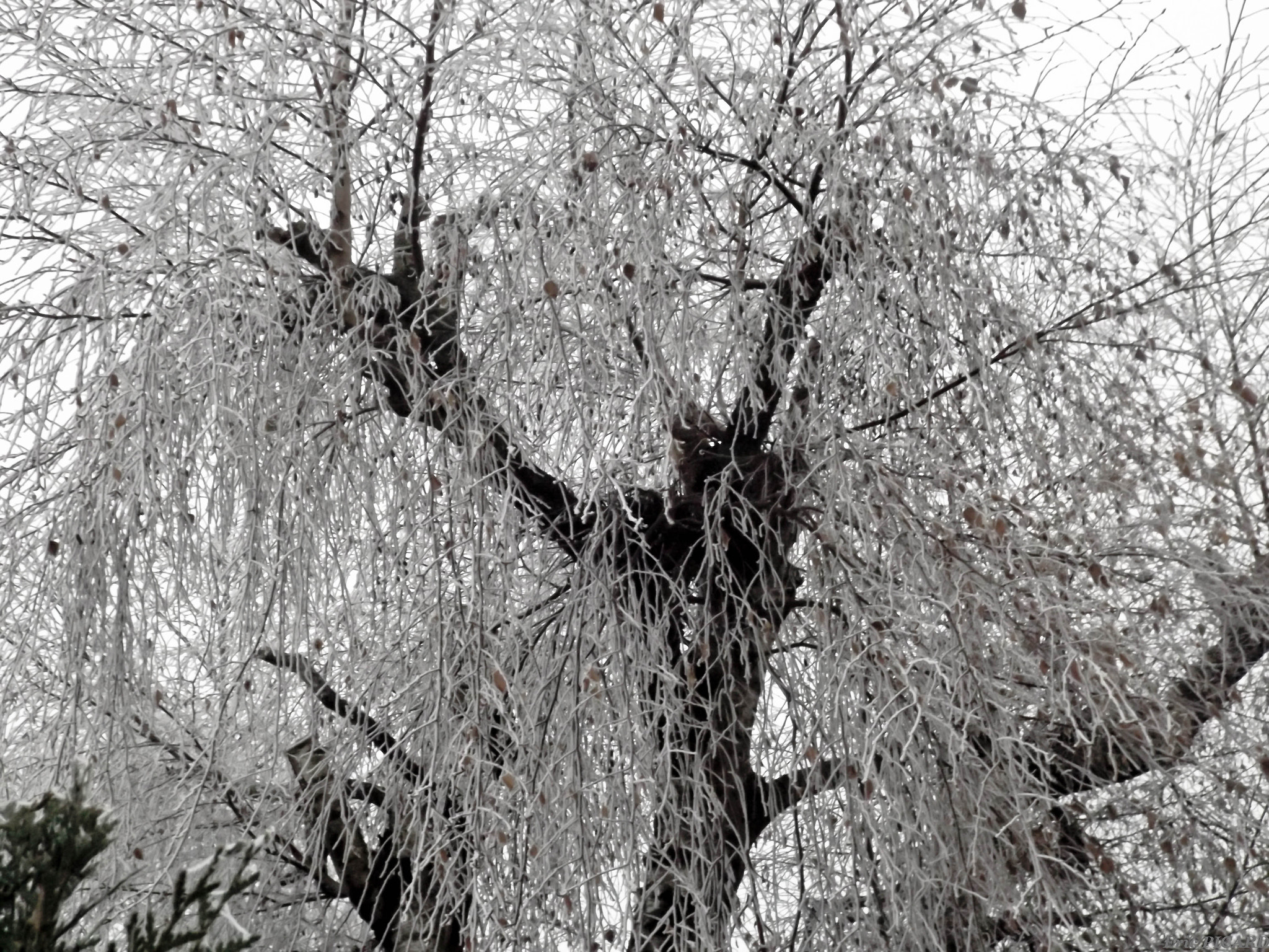Fujifilm FinePix S4600 sample photo. Arbre gelé photography