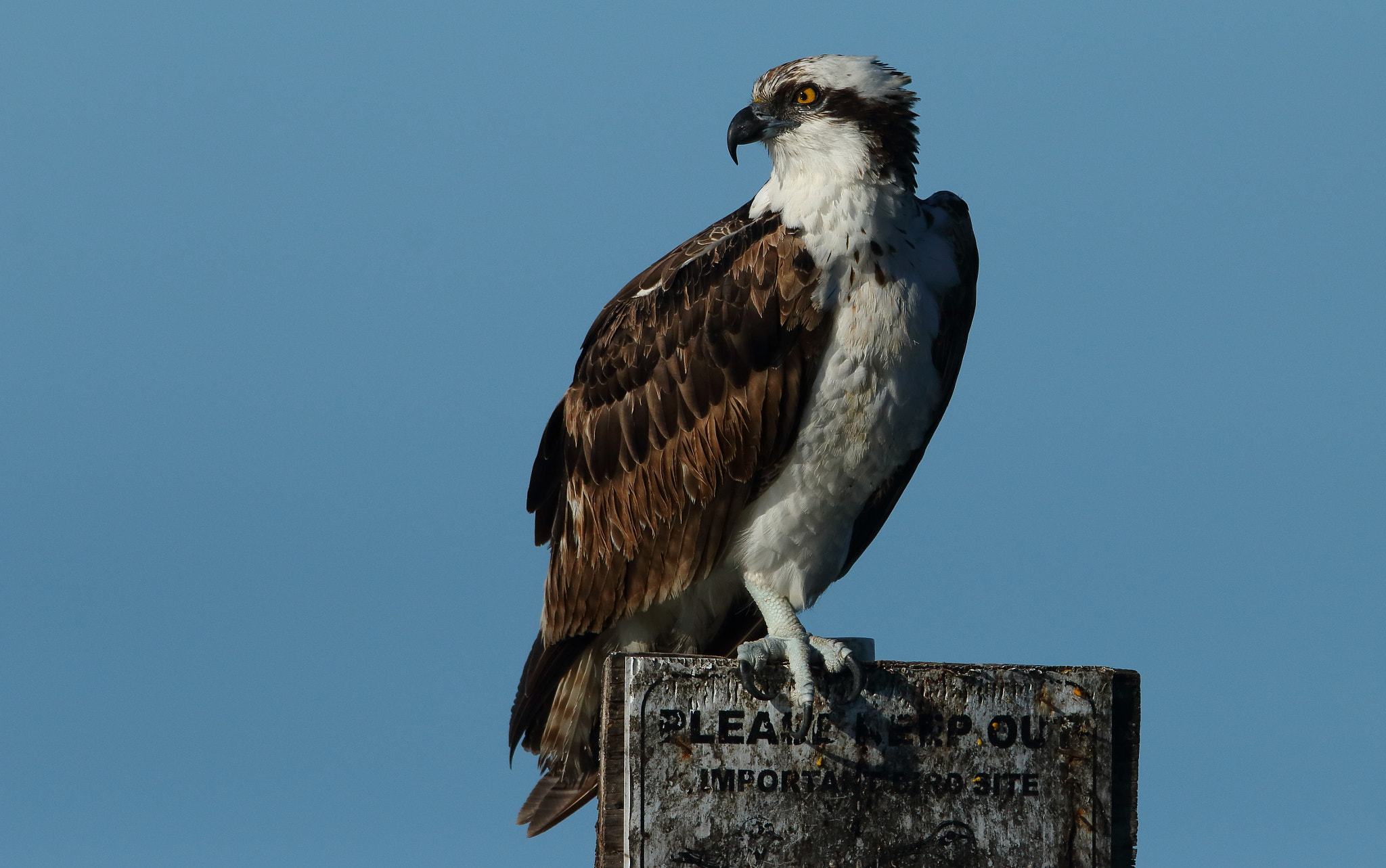 Canon EF 300mm F2.8L IS USM sample photo. Osprey (pandion haliaetus) photography