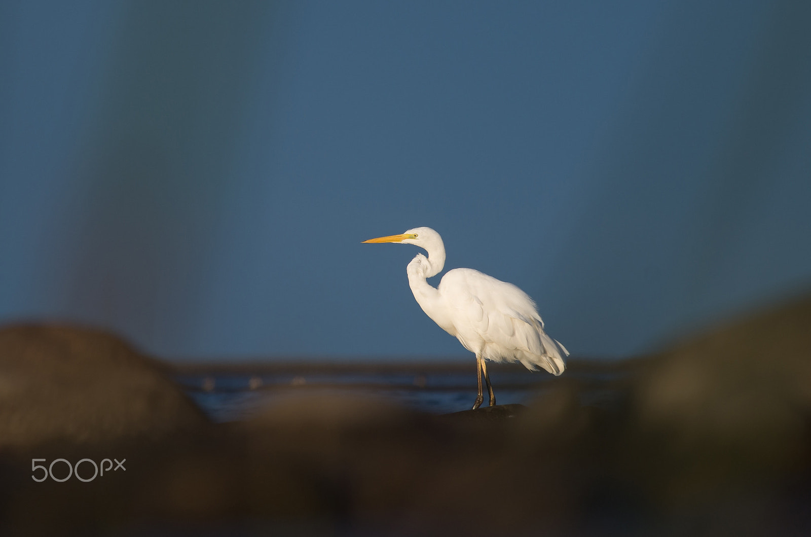 Pentax smc DA* 300mm F4.0 ED (IF) SDM sample photo. Crooked neck photography