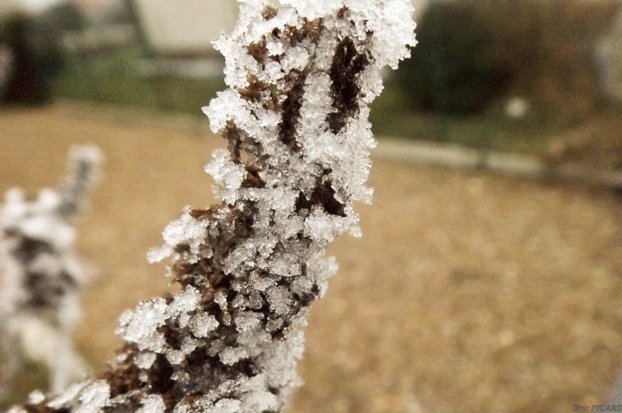 Fujifilm FinePix S4600 sample photo. Givre sur fleur photography