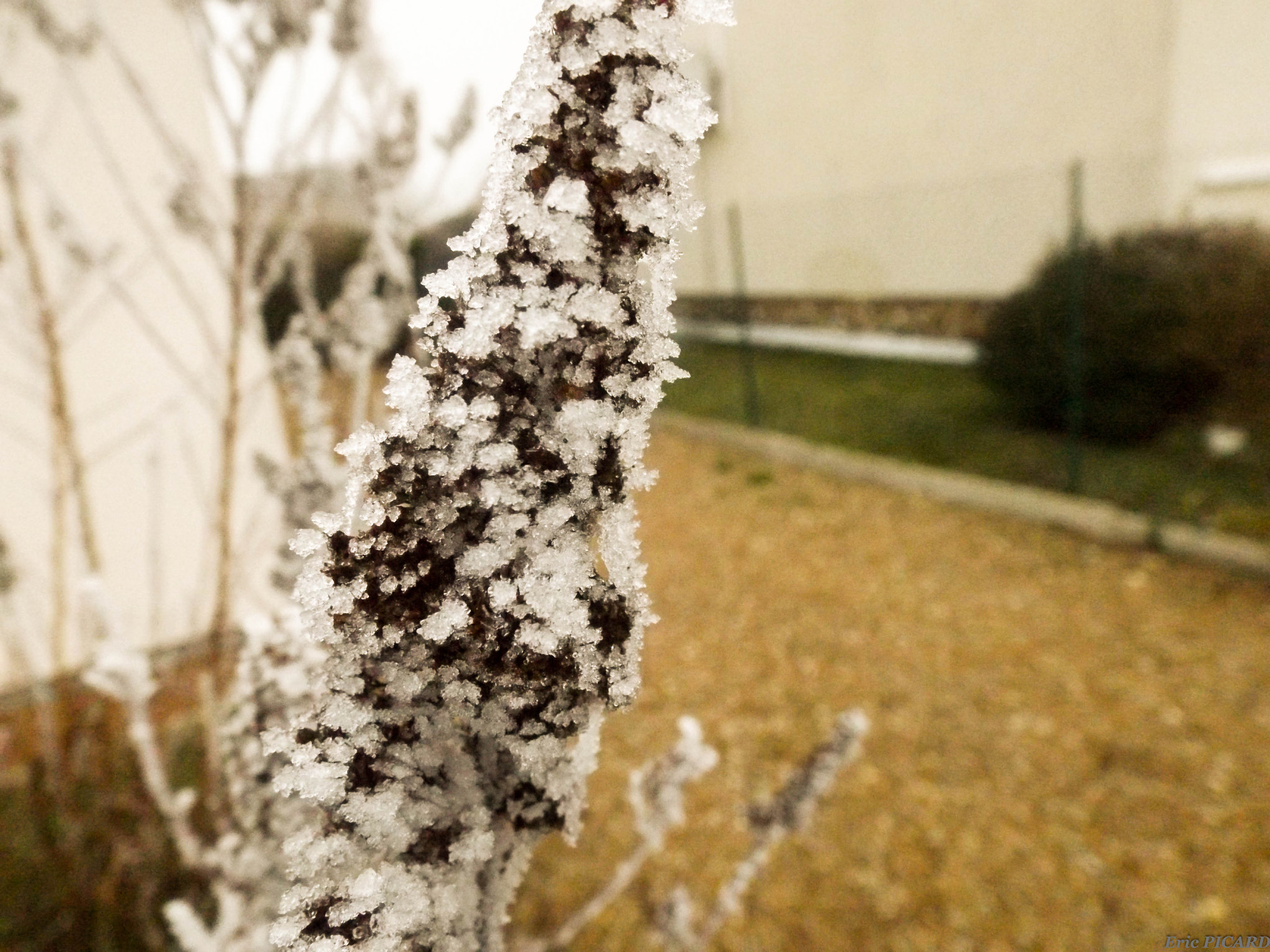 Fujifilm FinePix S4600 sample photo. Givre sur fleur photography