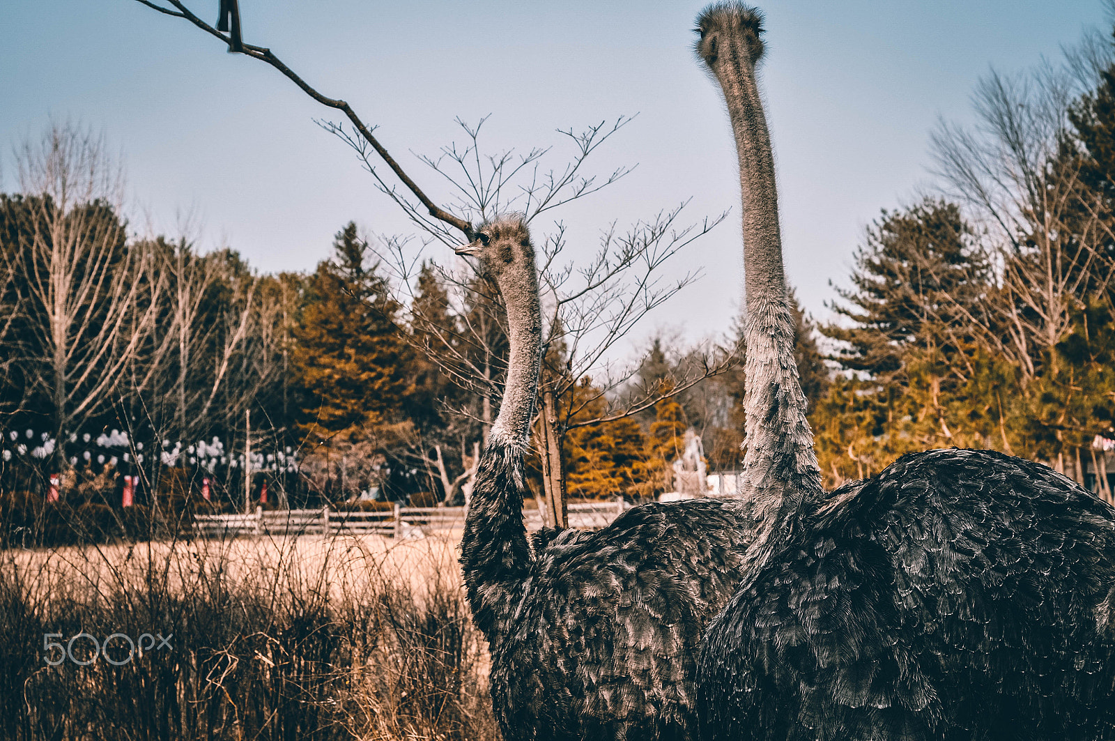 Nikon D5000 + Nikon AF Nikkor 50mm F1.8D sample photo. Korea's vibes photography