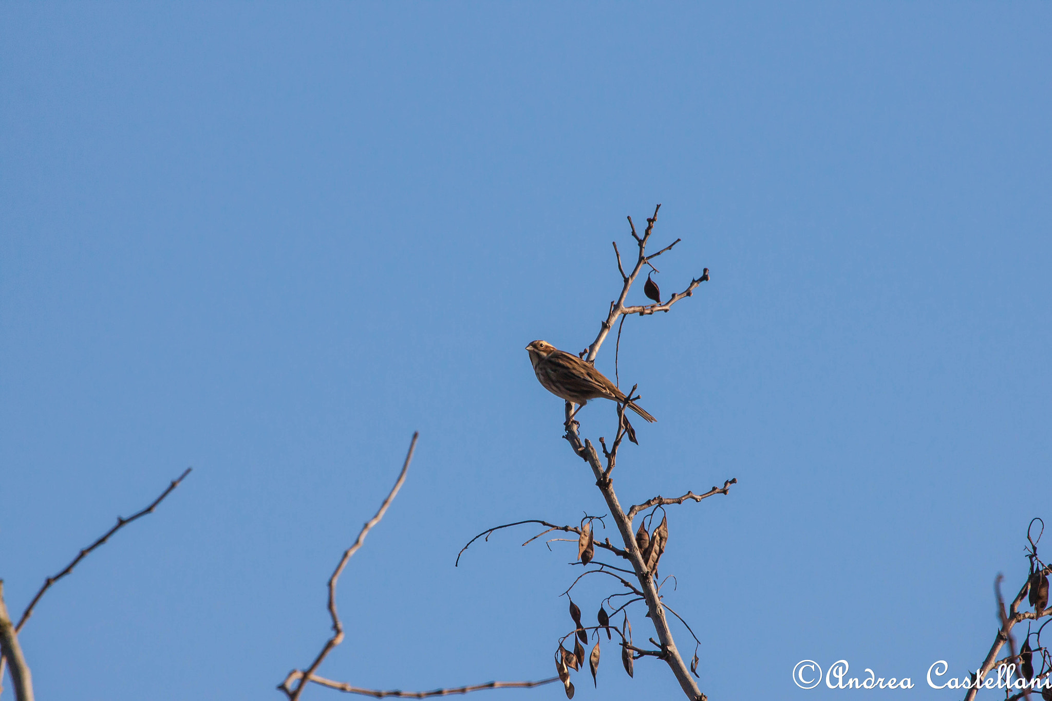 Canon EF 100-400mm F4.5-5.6L IS USM sample photo. Reed bunting female- migliarino di palude femmina photography