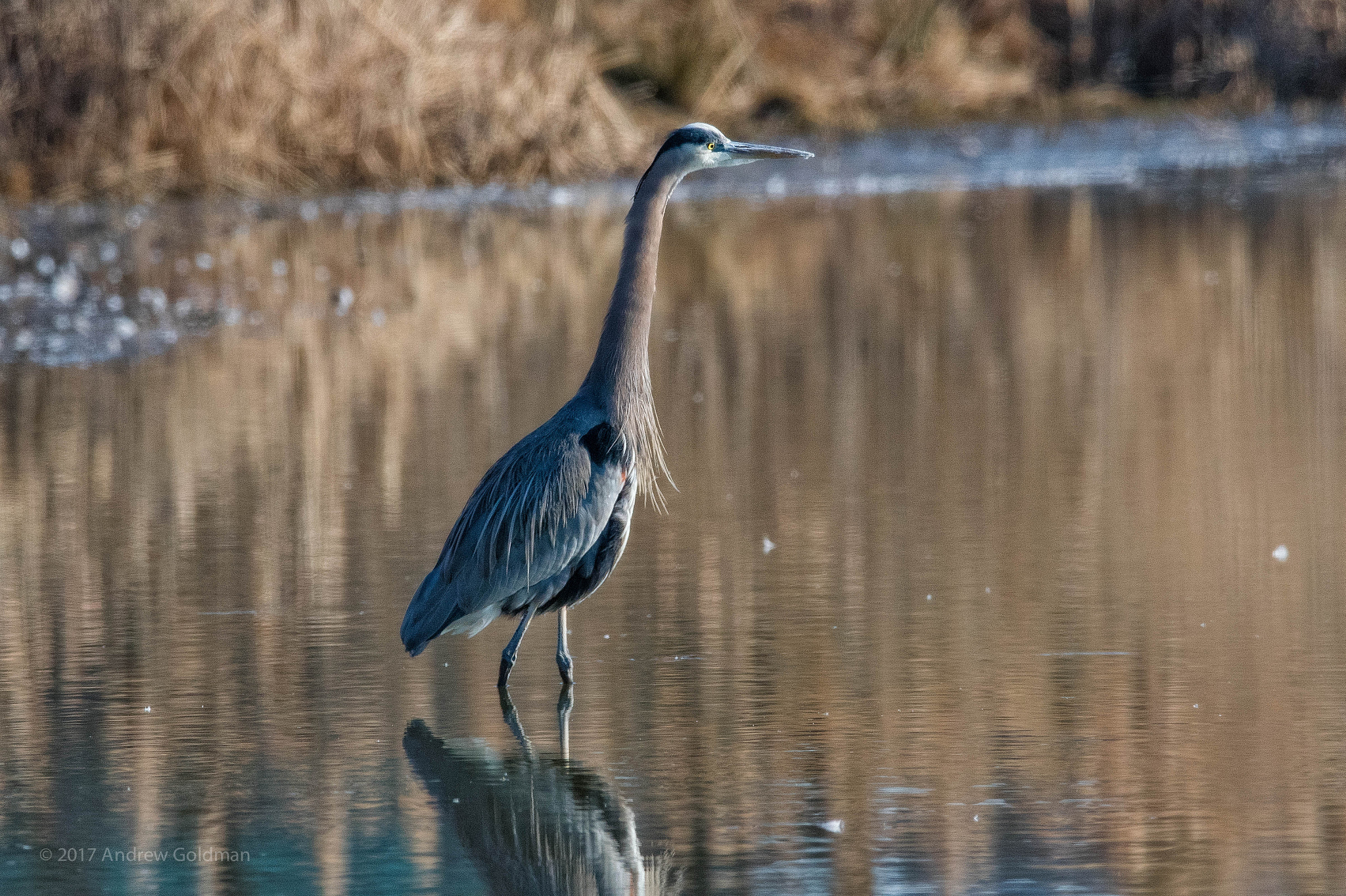 Nikon D500 + Sigma 50mm F2.8 EX DG Macro sample photo. Great blue heron 1-1-17 photography