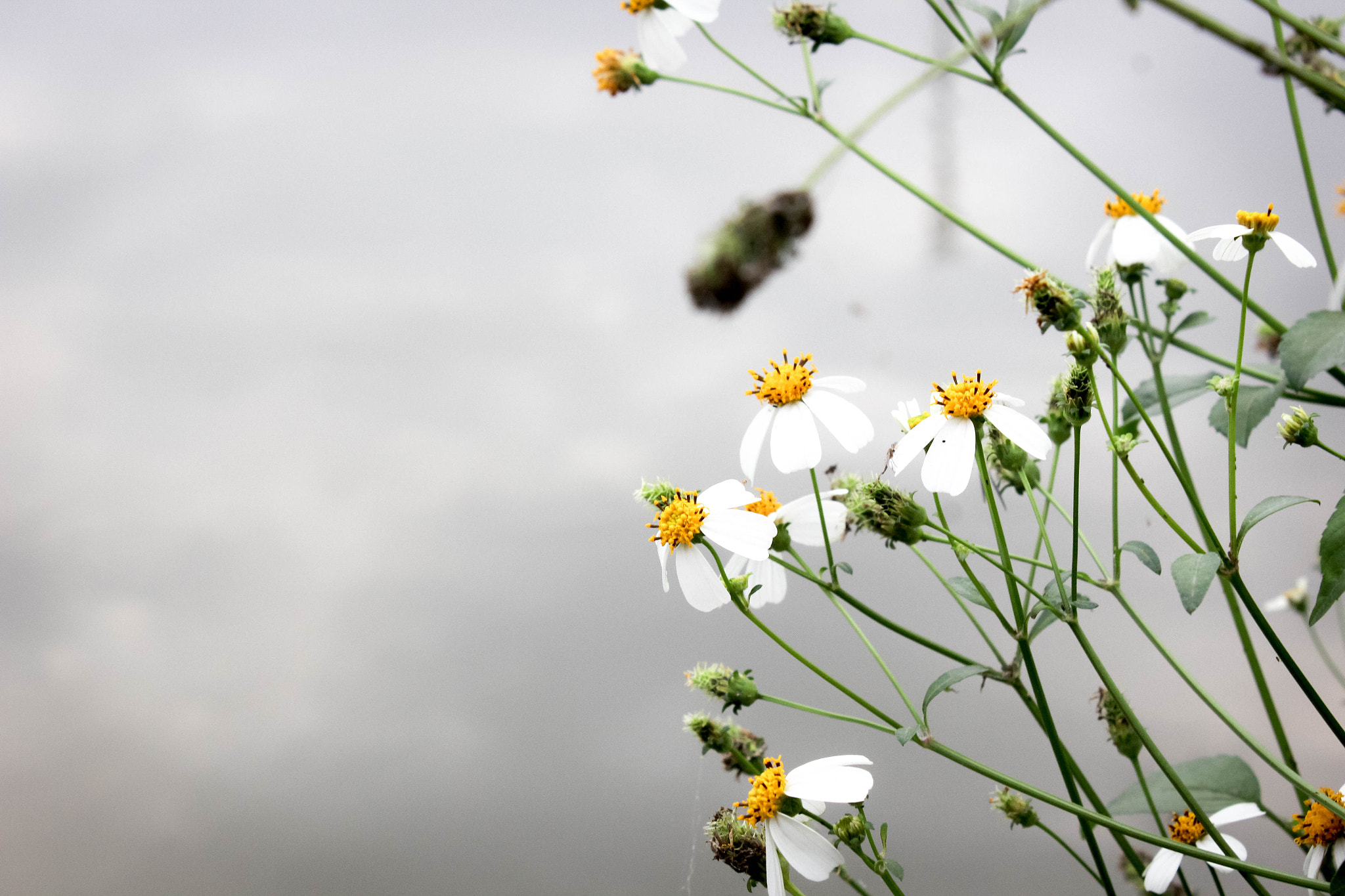 Canon EOS 550D (EOS Rebel T2i / EOS Kiss X4) sample photo. Wild flowers photography