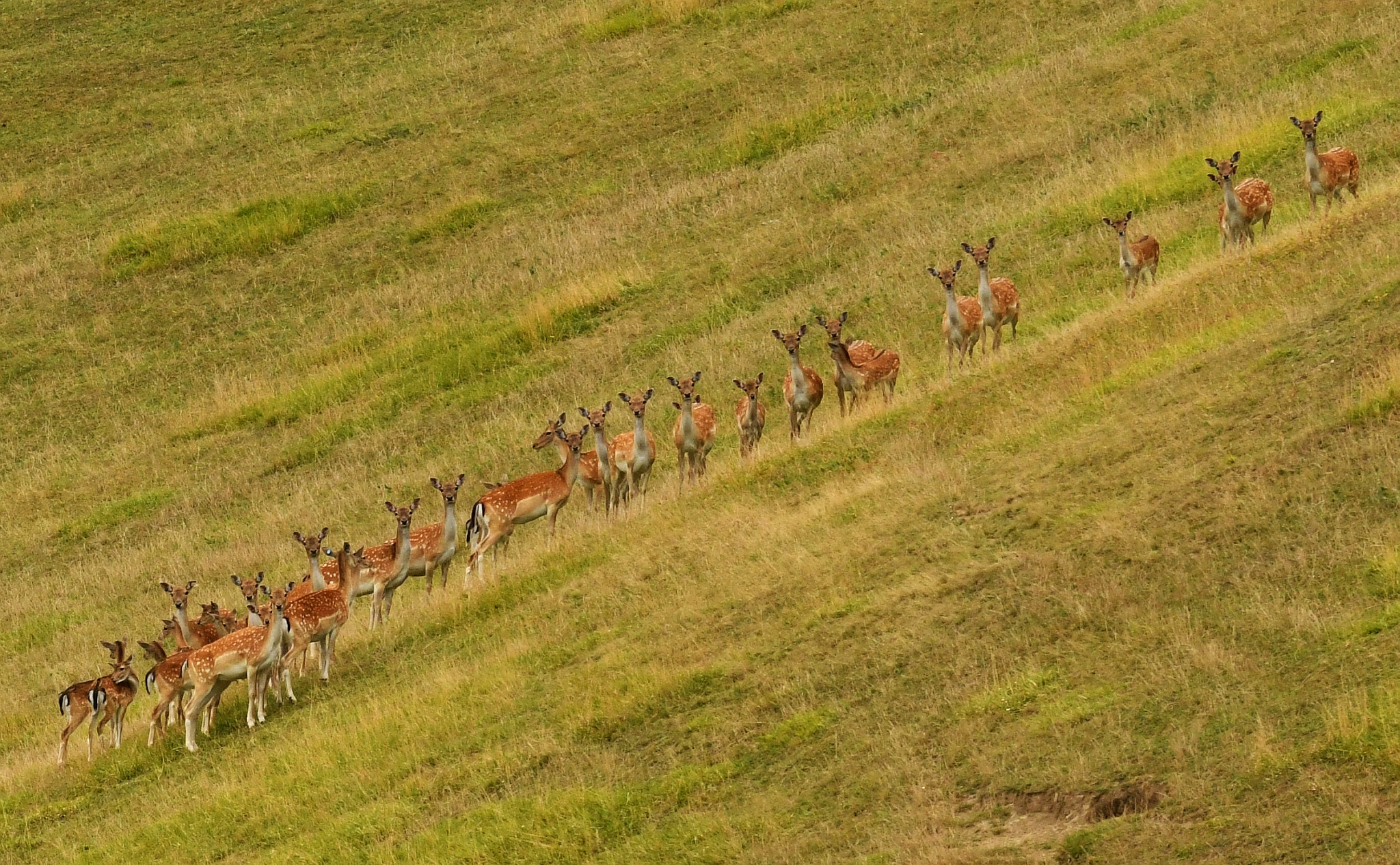 Nikon AF-S Nikkor 70-200mm F4G ED VR sample photo. Rodinné foto - herd of fallow deer photography