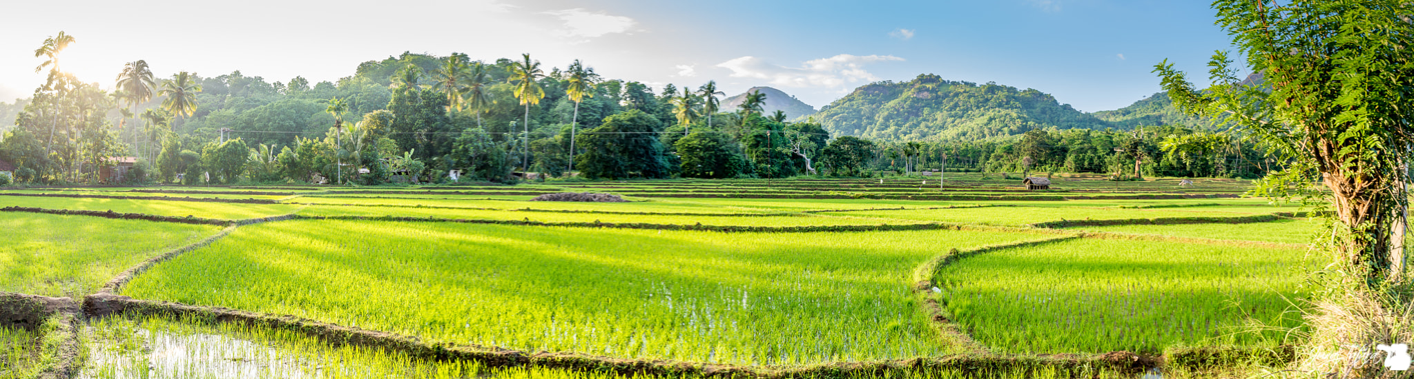 Tamron SP 24-70mm F2.8 Di VC USD sample photo. Sri lanka photography