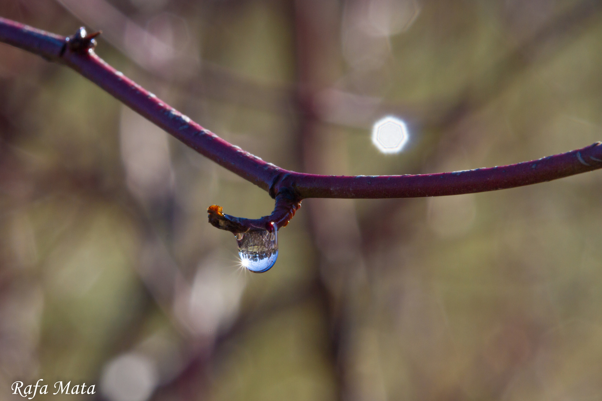 Canon EF-S 55-250mm F4-5.6 IS STM sample photo. Drop 01 photography