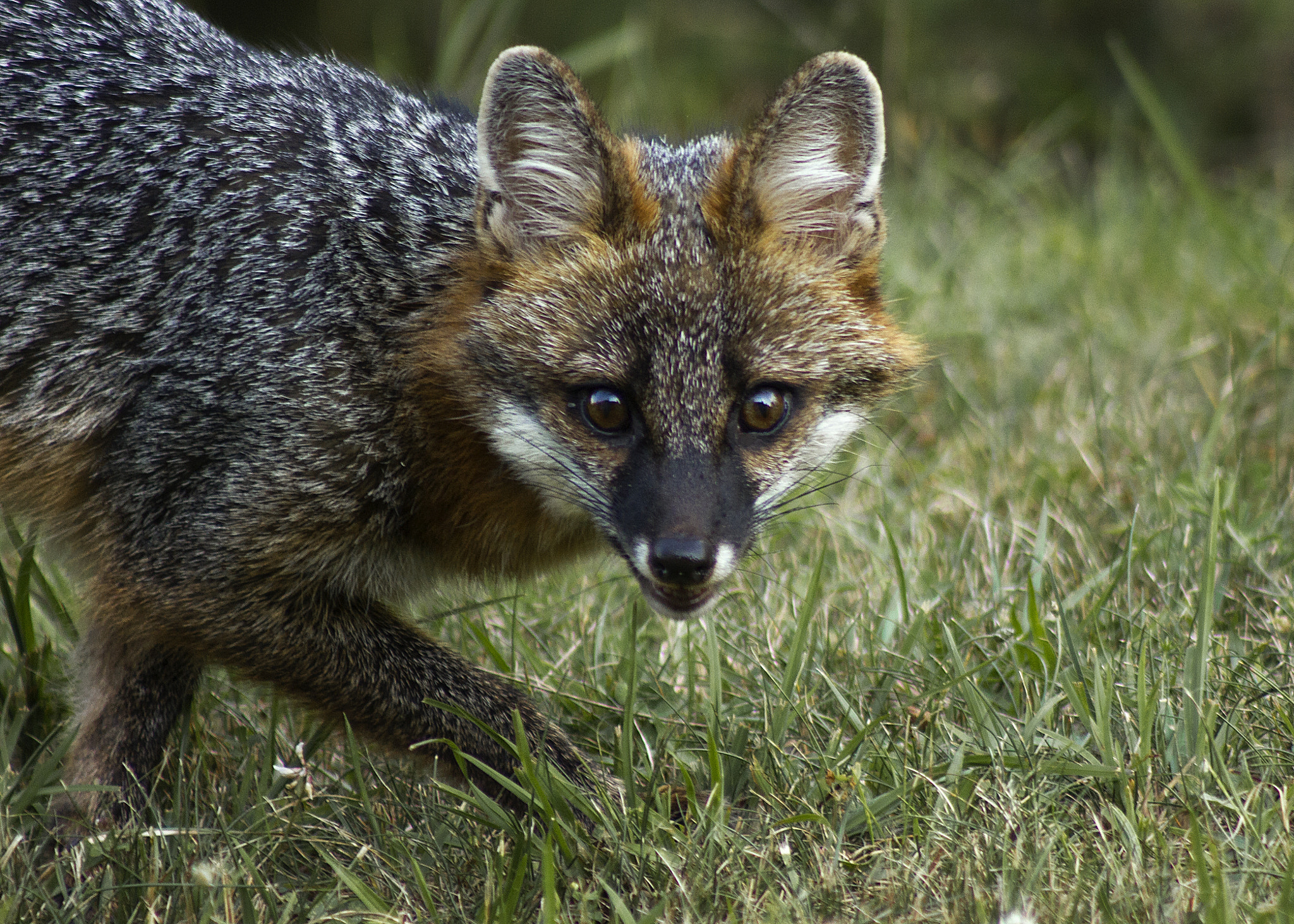 Canon EOS 550D (EOS Rebel T2i / EOS Kiss X4) + EF75-300mm f/4-5.6 sample photo. Curious little guy photography