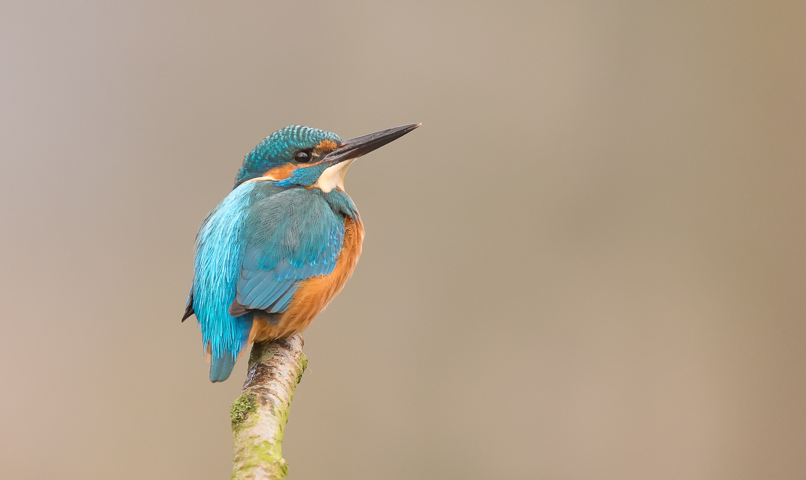 Nikon AF-S Nikkor 500mm F4G ED VR sample photo. Ijsvogel - kingfisher photography