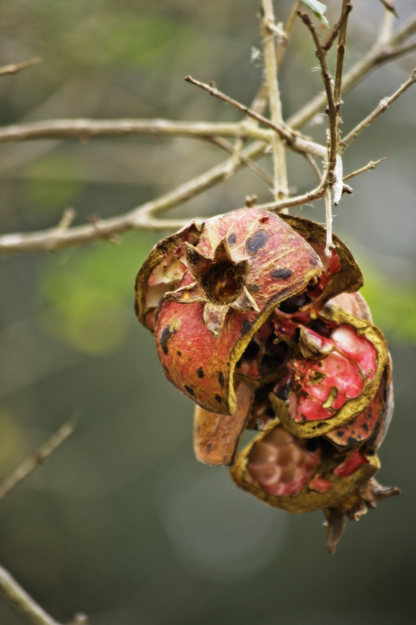 55.0-200.0mm f/4.0-f/5.6 sample photo. Popped a granate photography